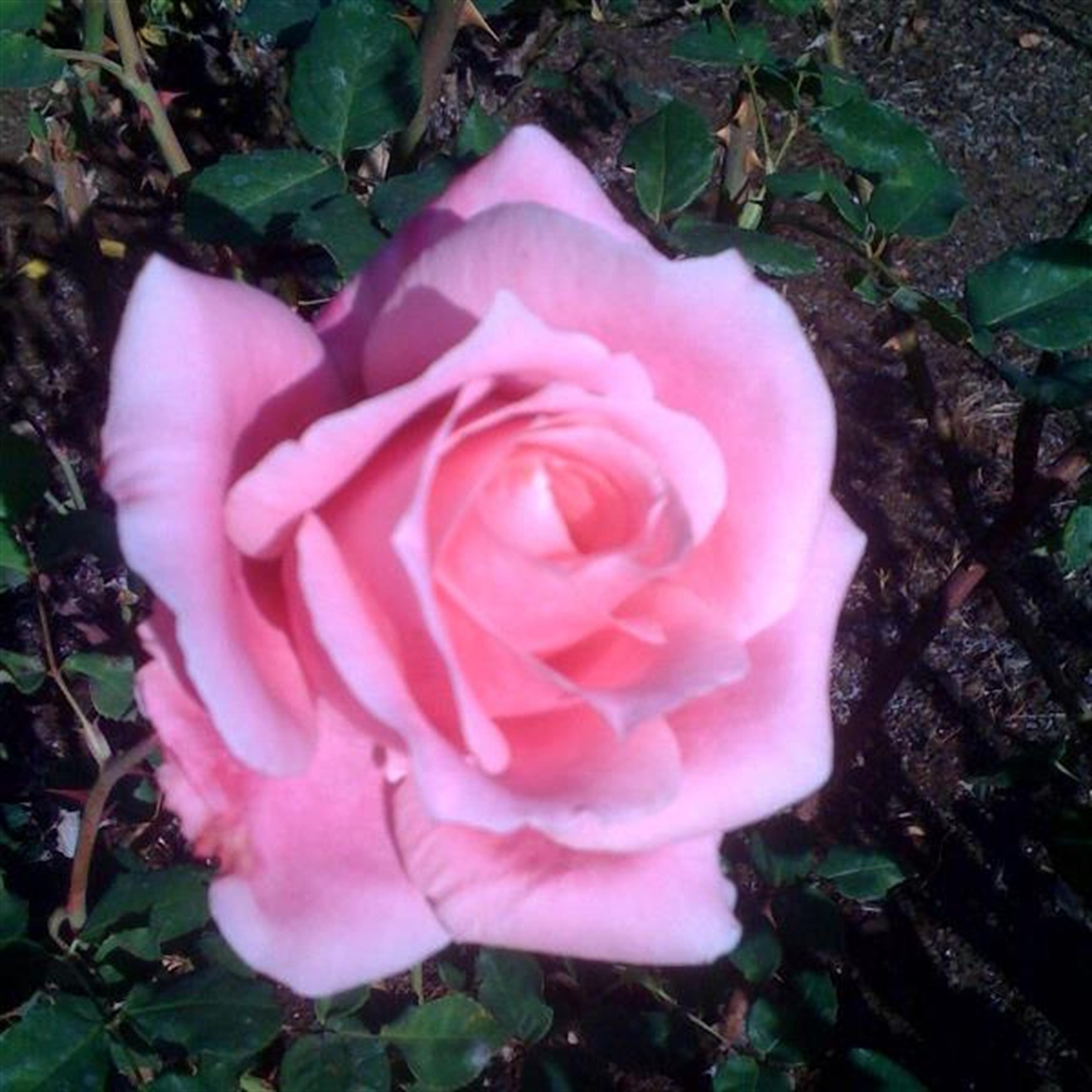 KAREN ROSE NOON