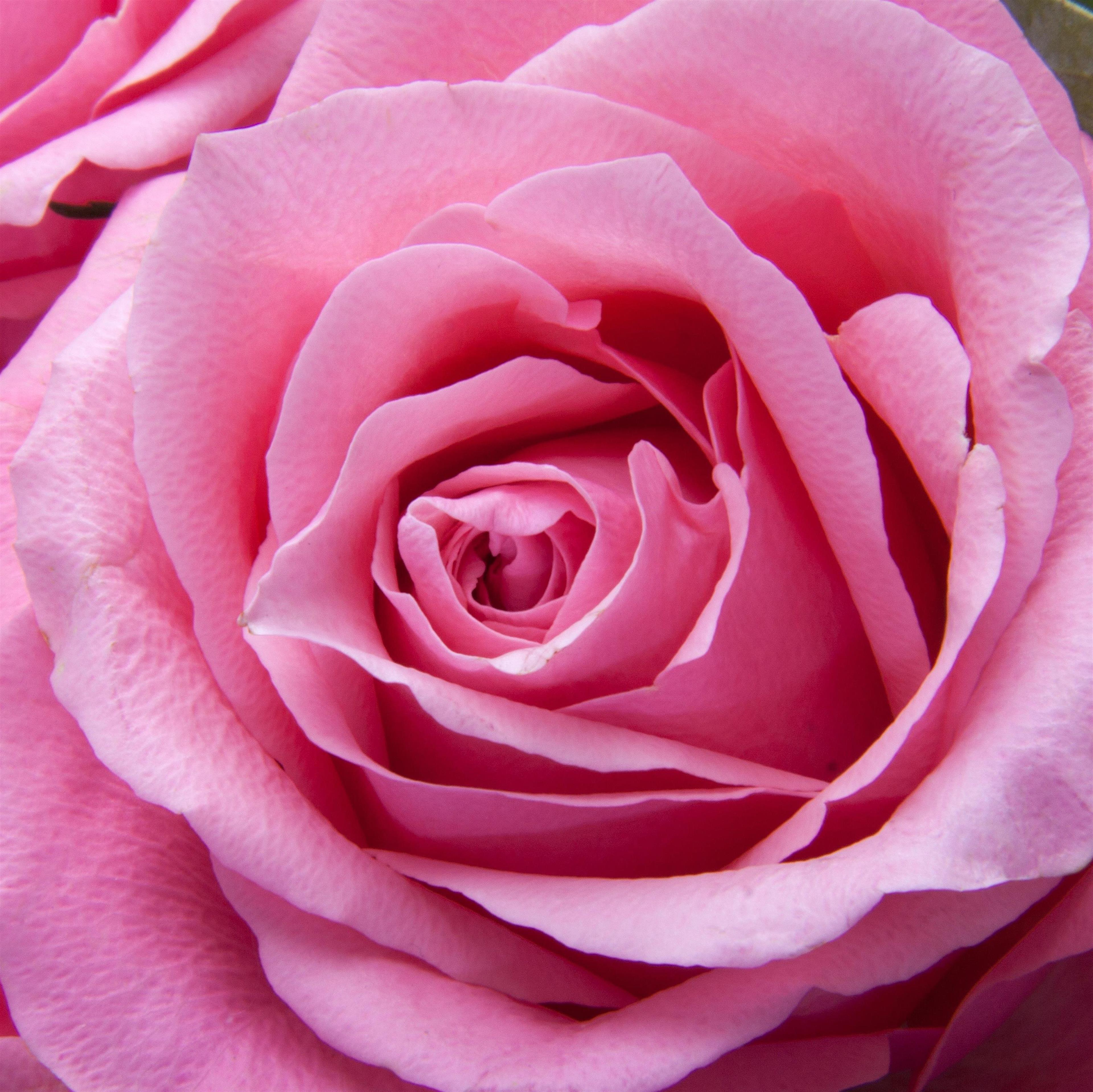 Jacquelyn Oneiva Birge