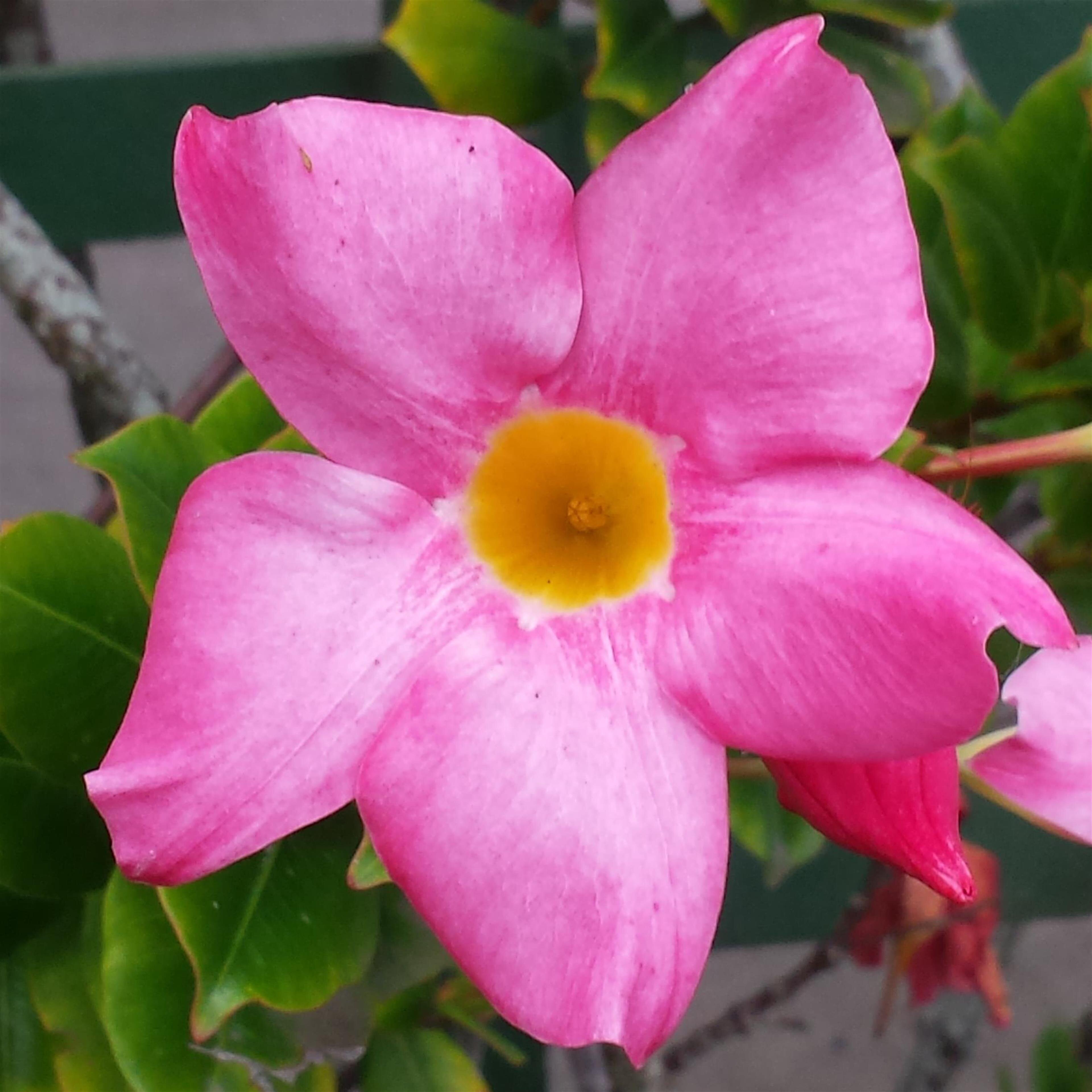 Eusebia Ganiron Topinio