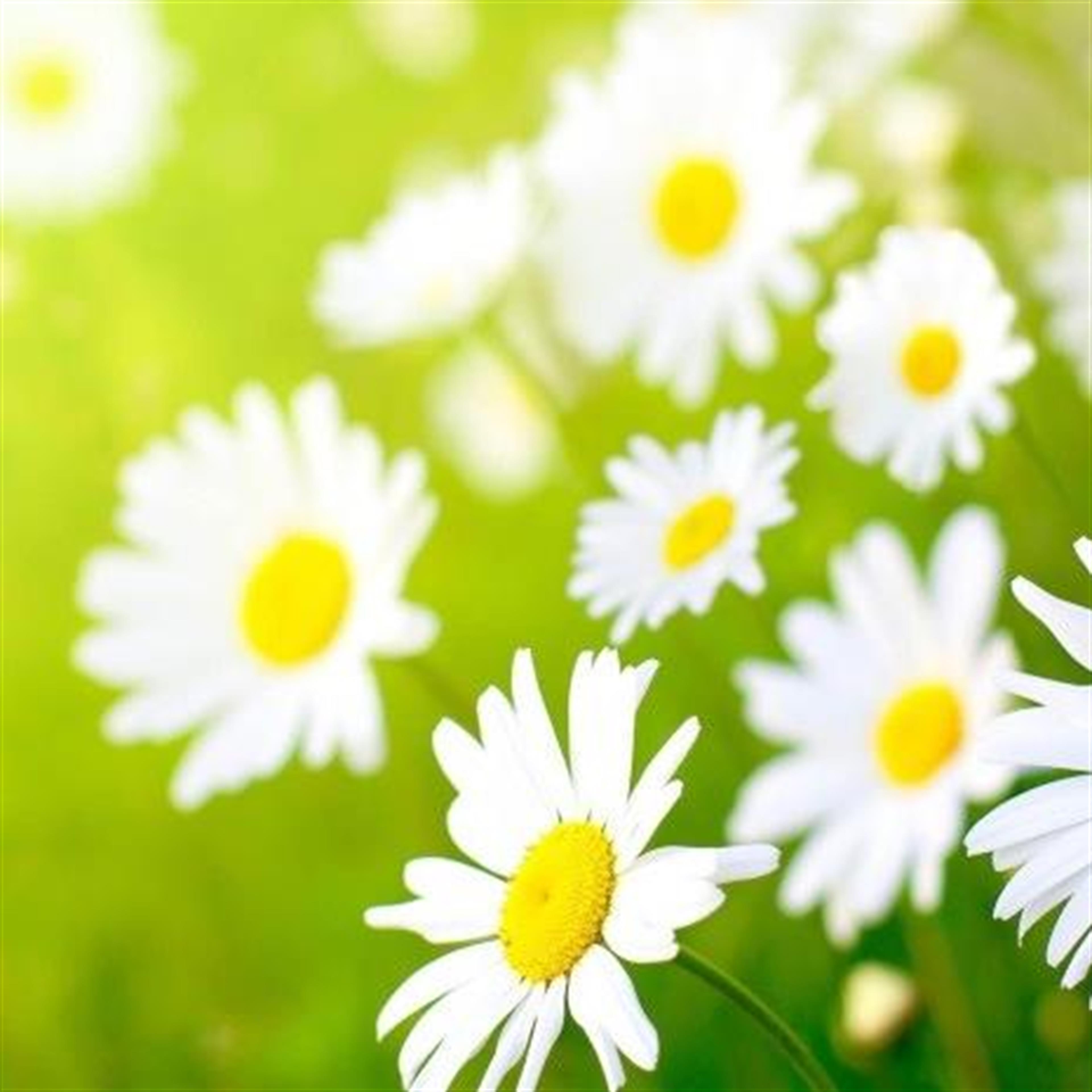 Mrs Julie E. Finch's obituary picture