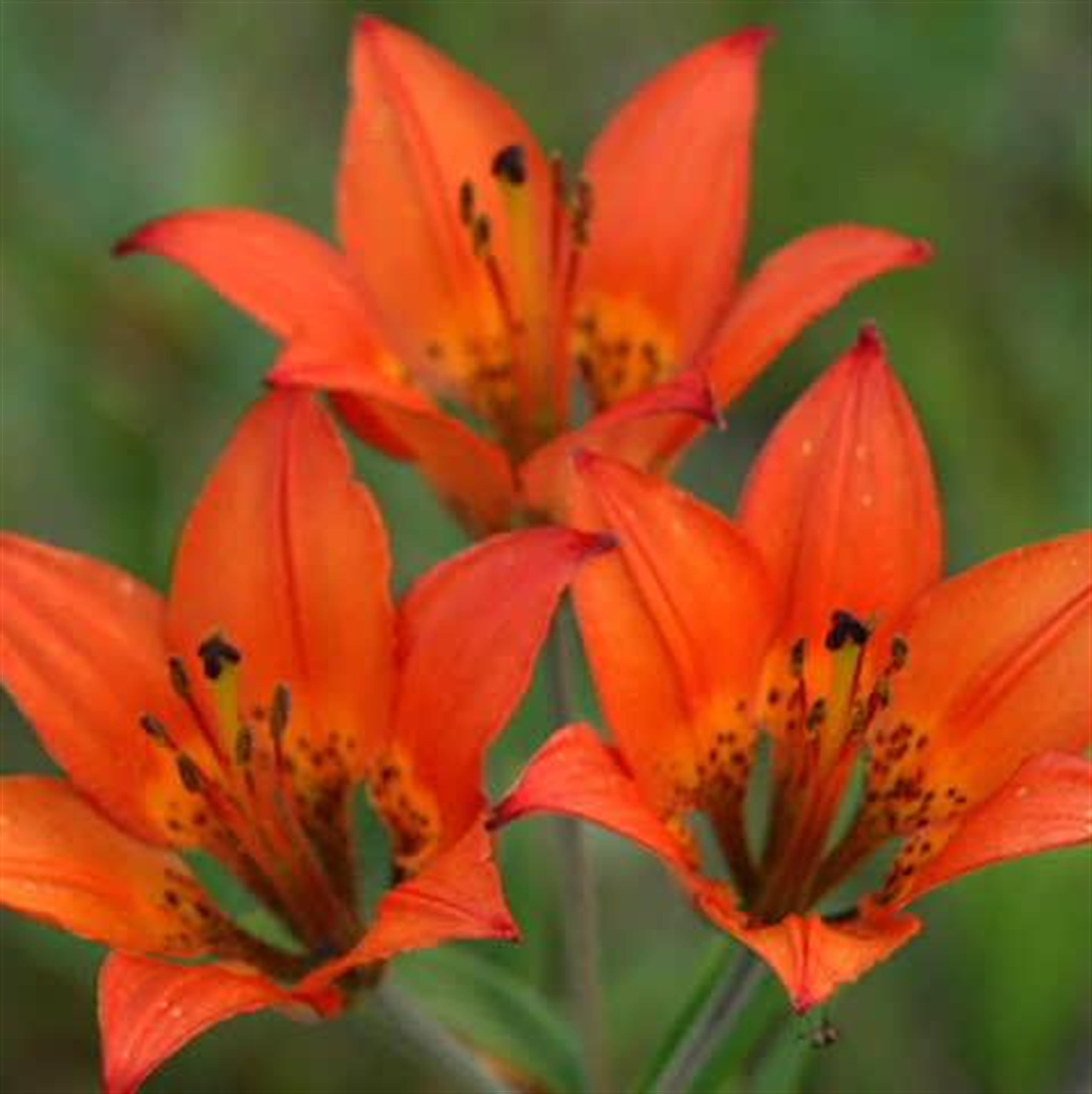 Erin Mae Tuttle's obituary picture