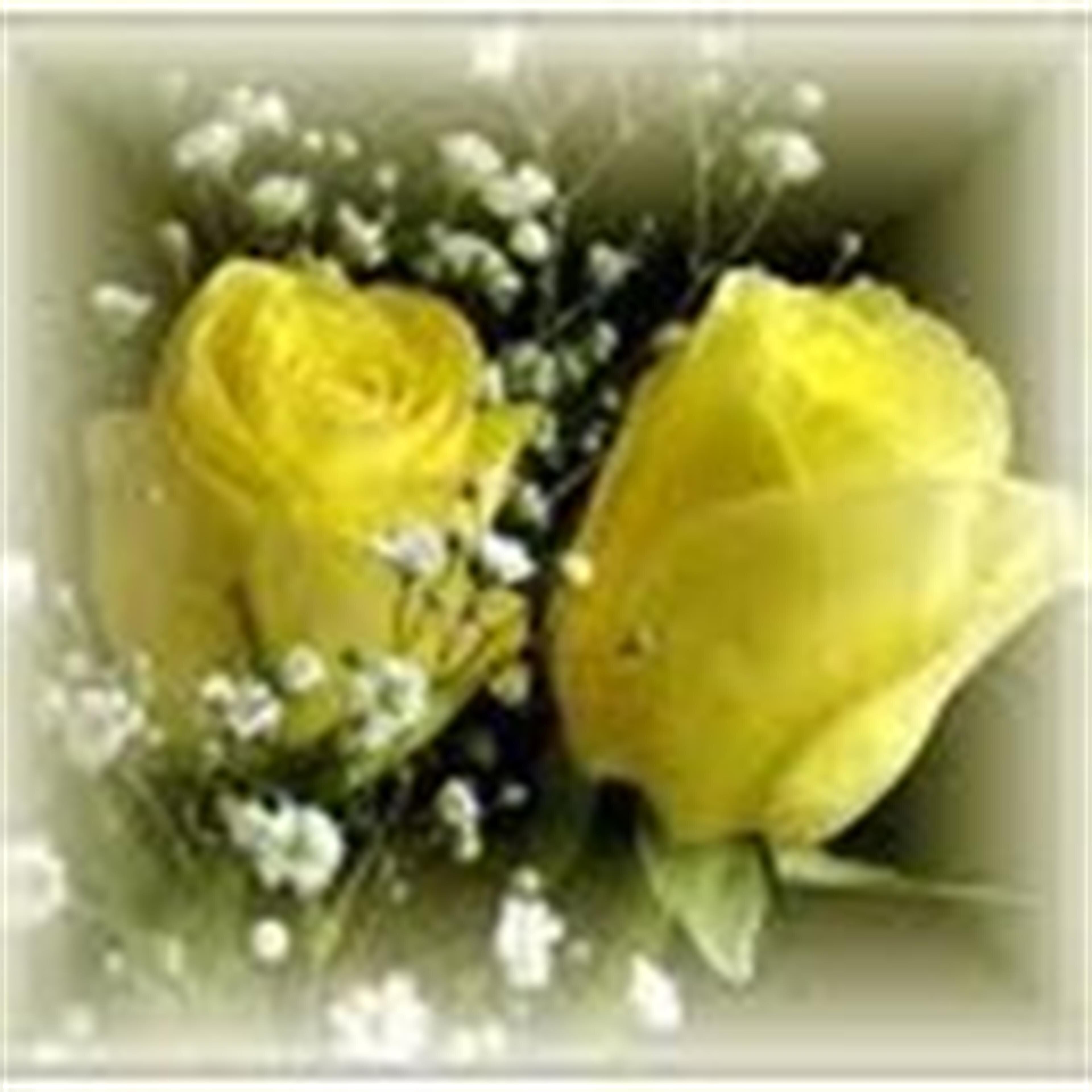 Iris Aguillard