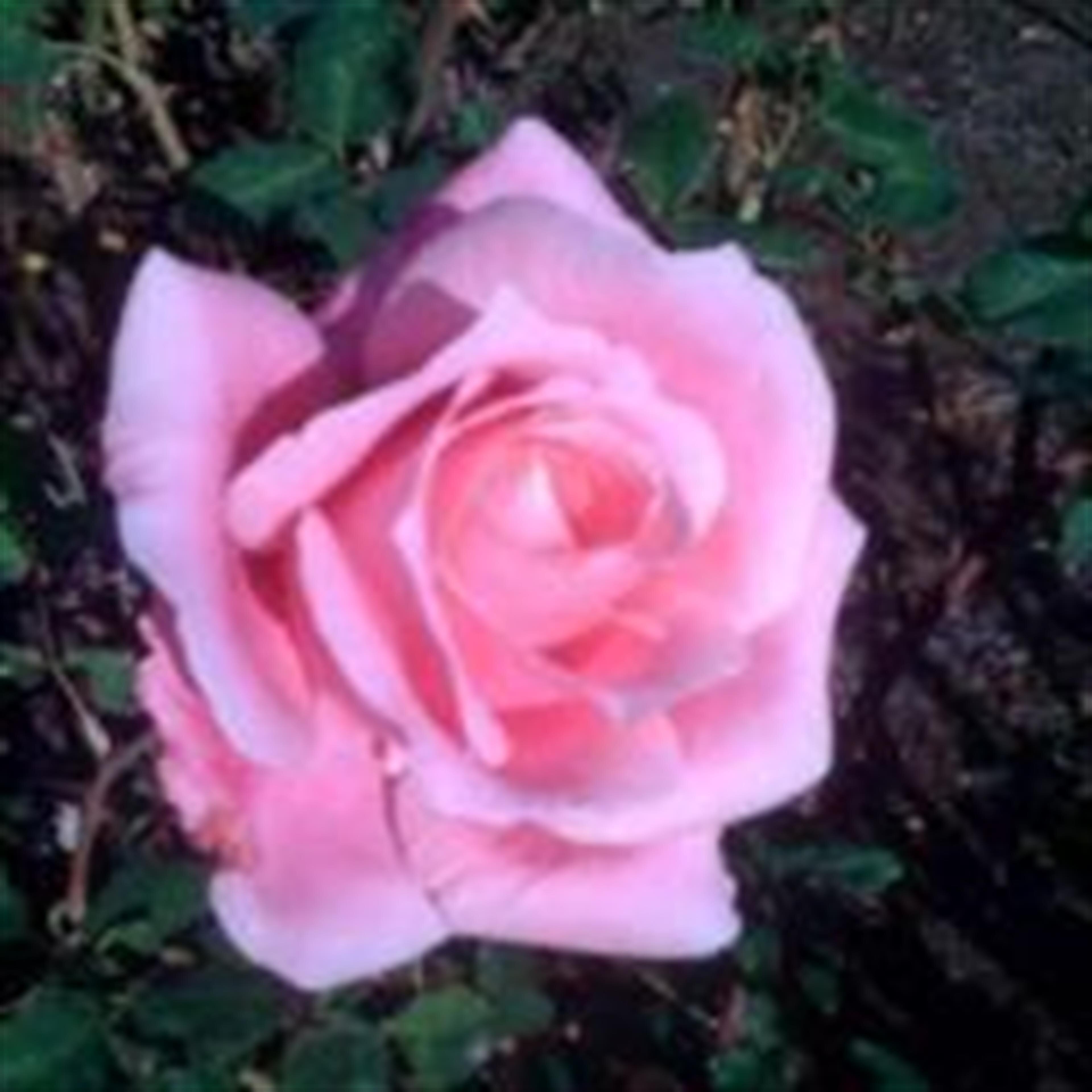 Dorothy F. DeForest