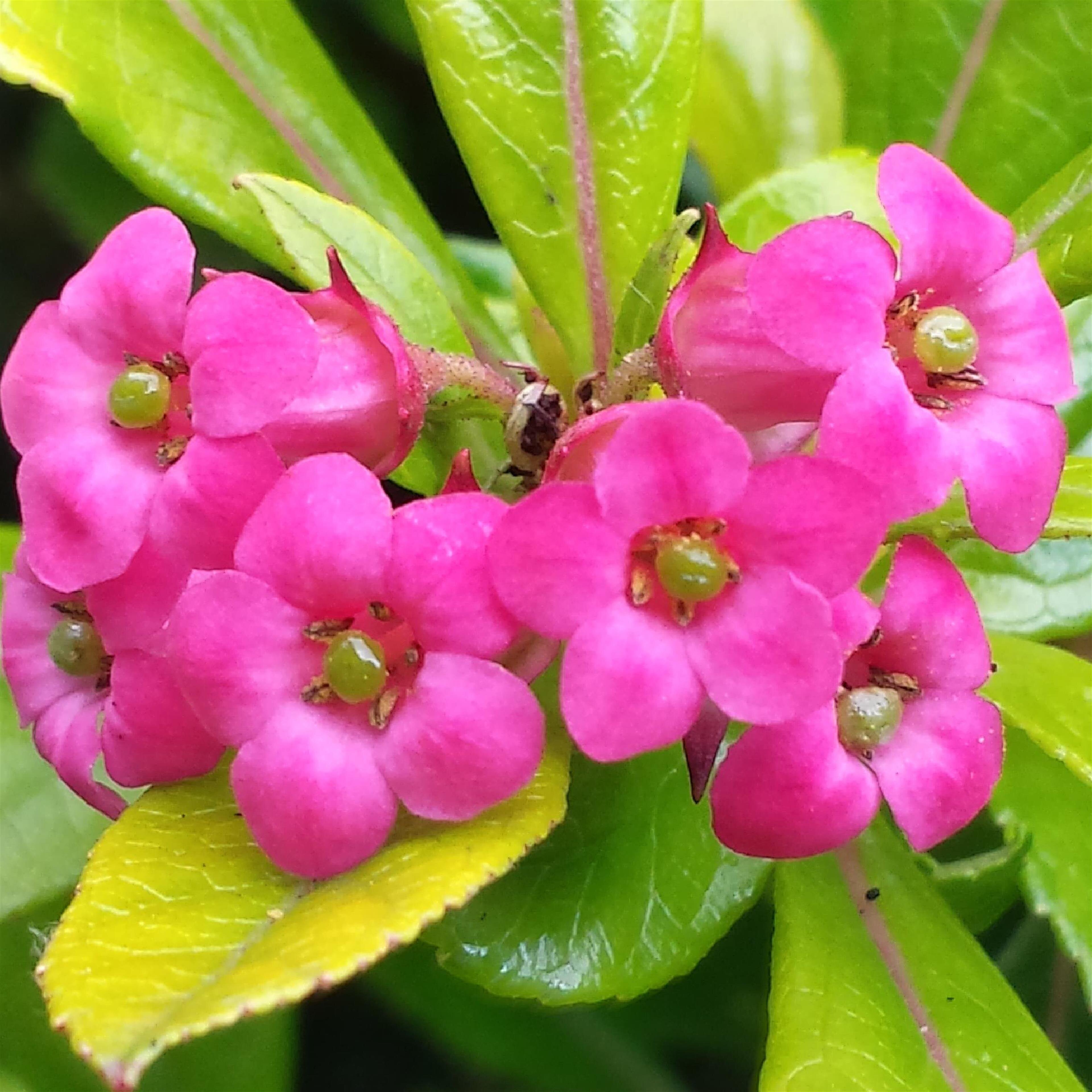 Melchora Gonzales Teneza
