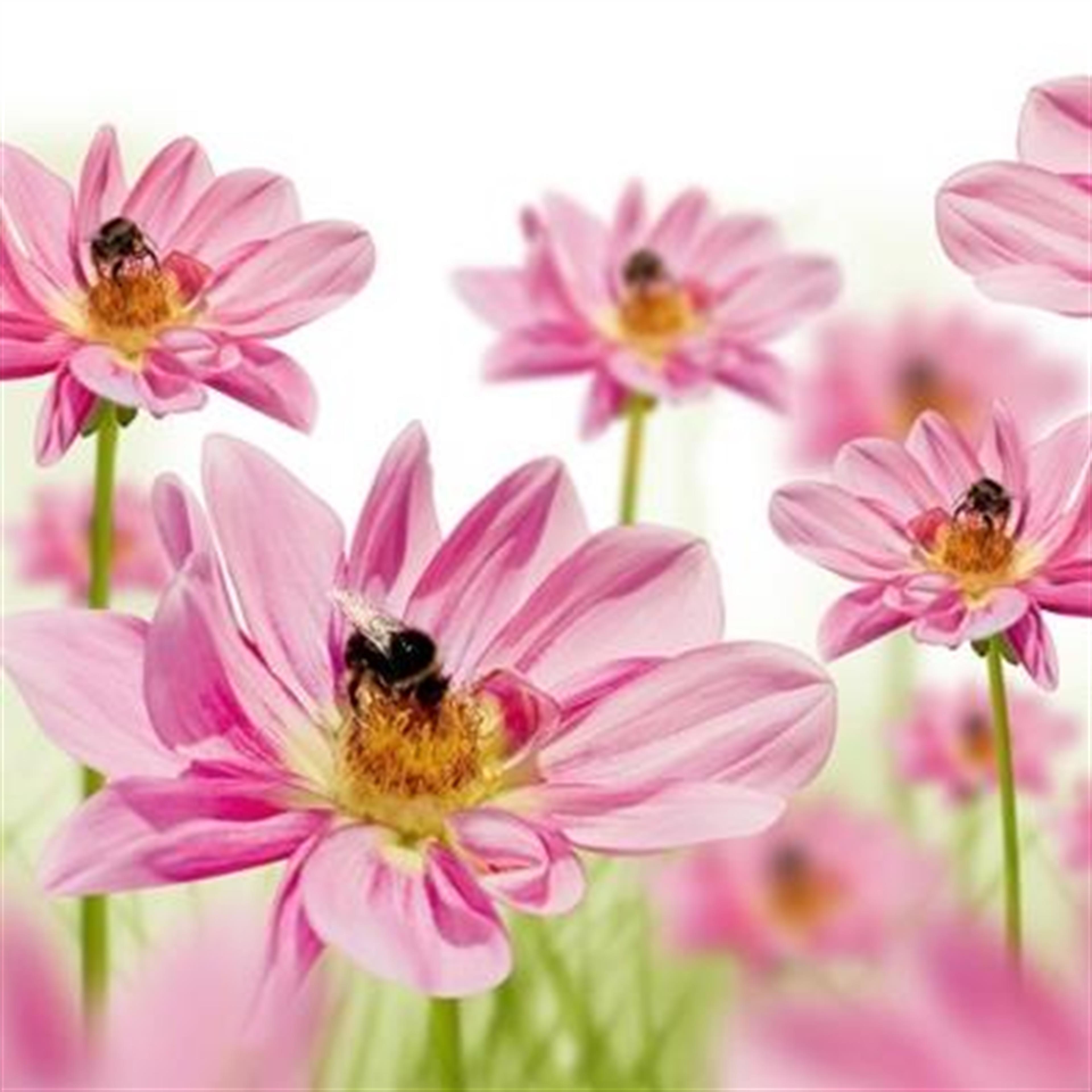 Rebecca Ann Stephens' obituary picture