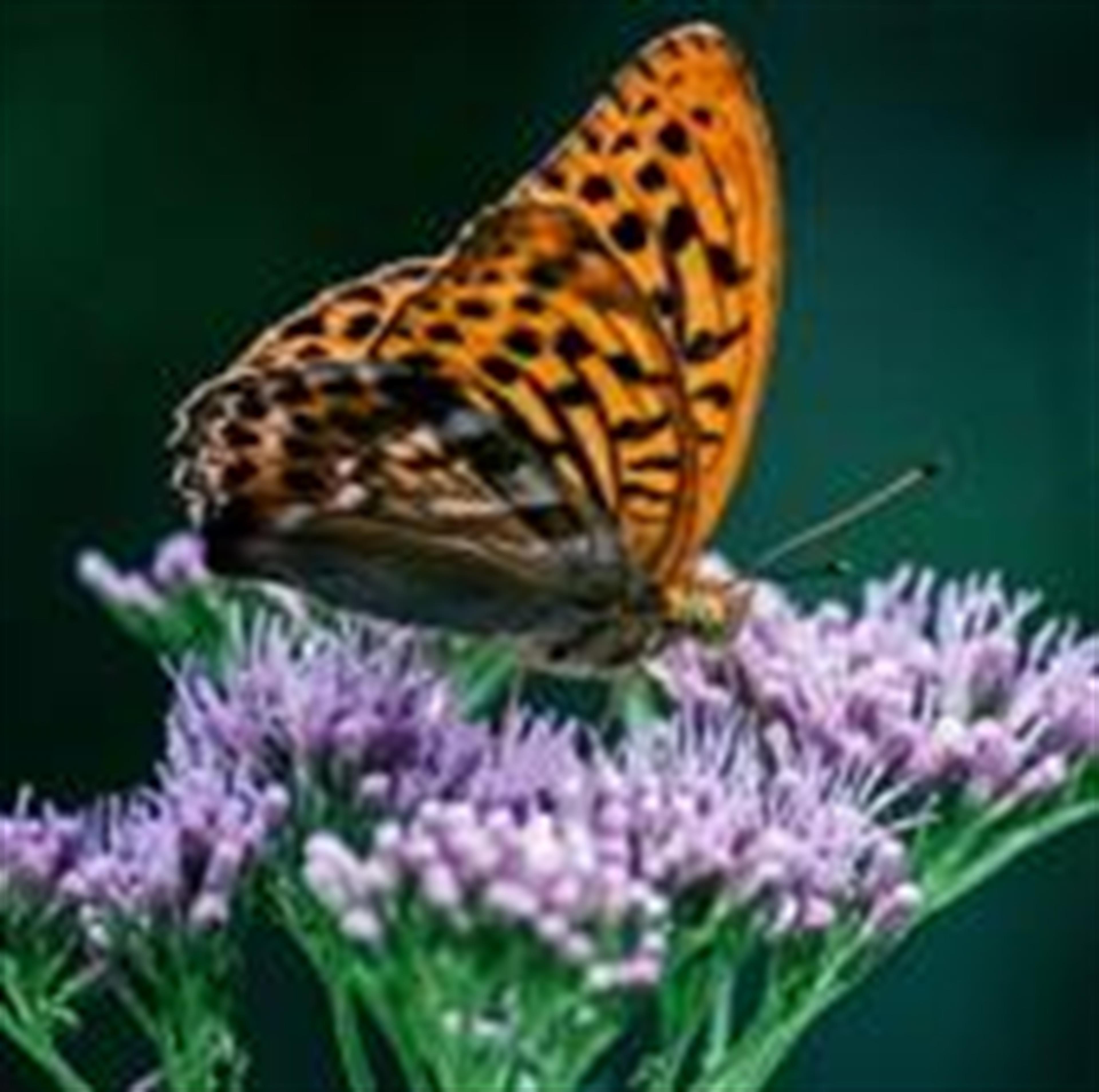 Genevieve Nasse (Buffalo)