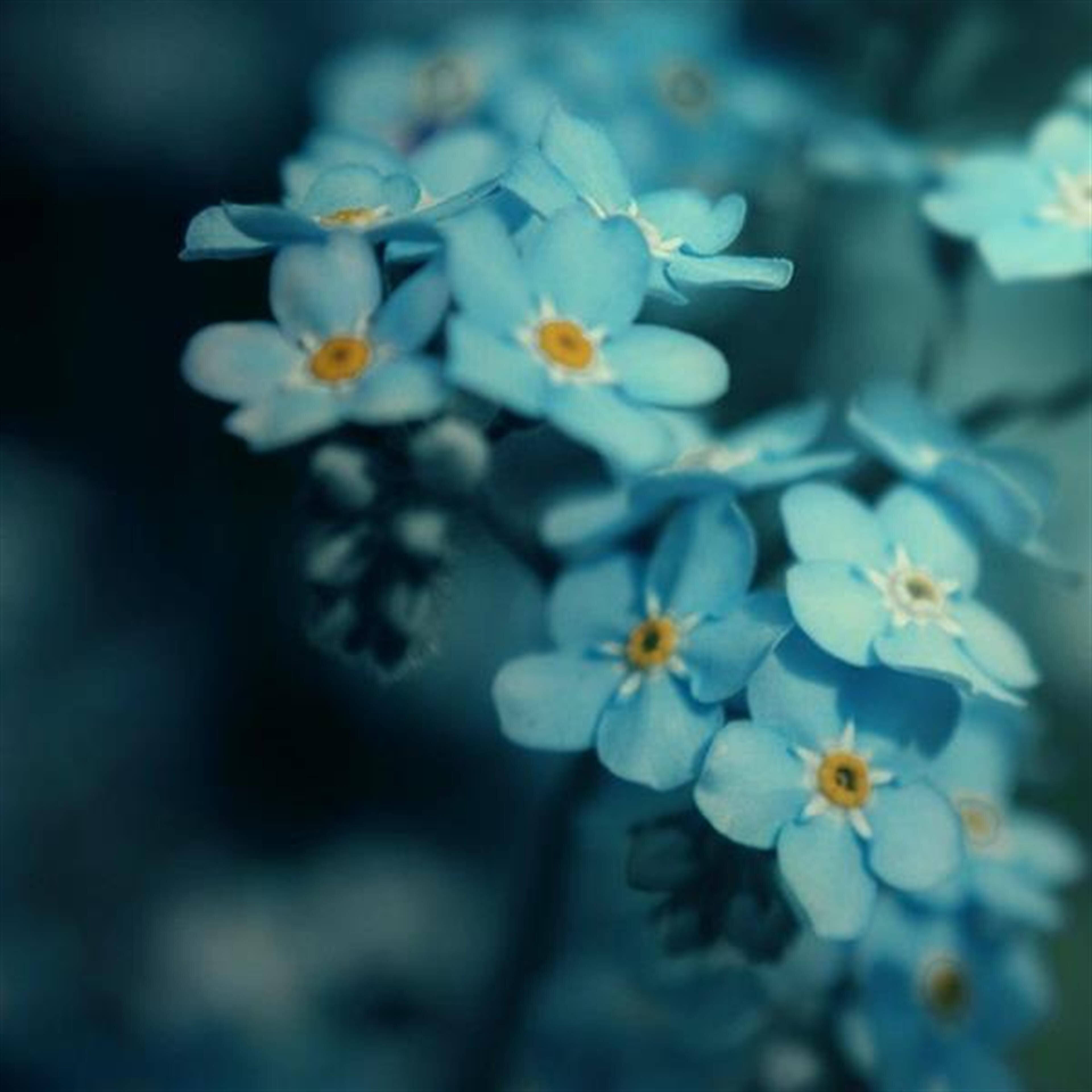 Donna Lee Crist
