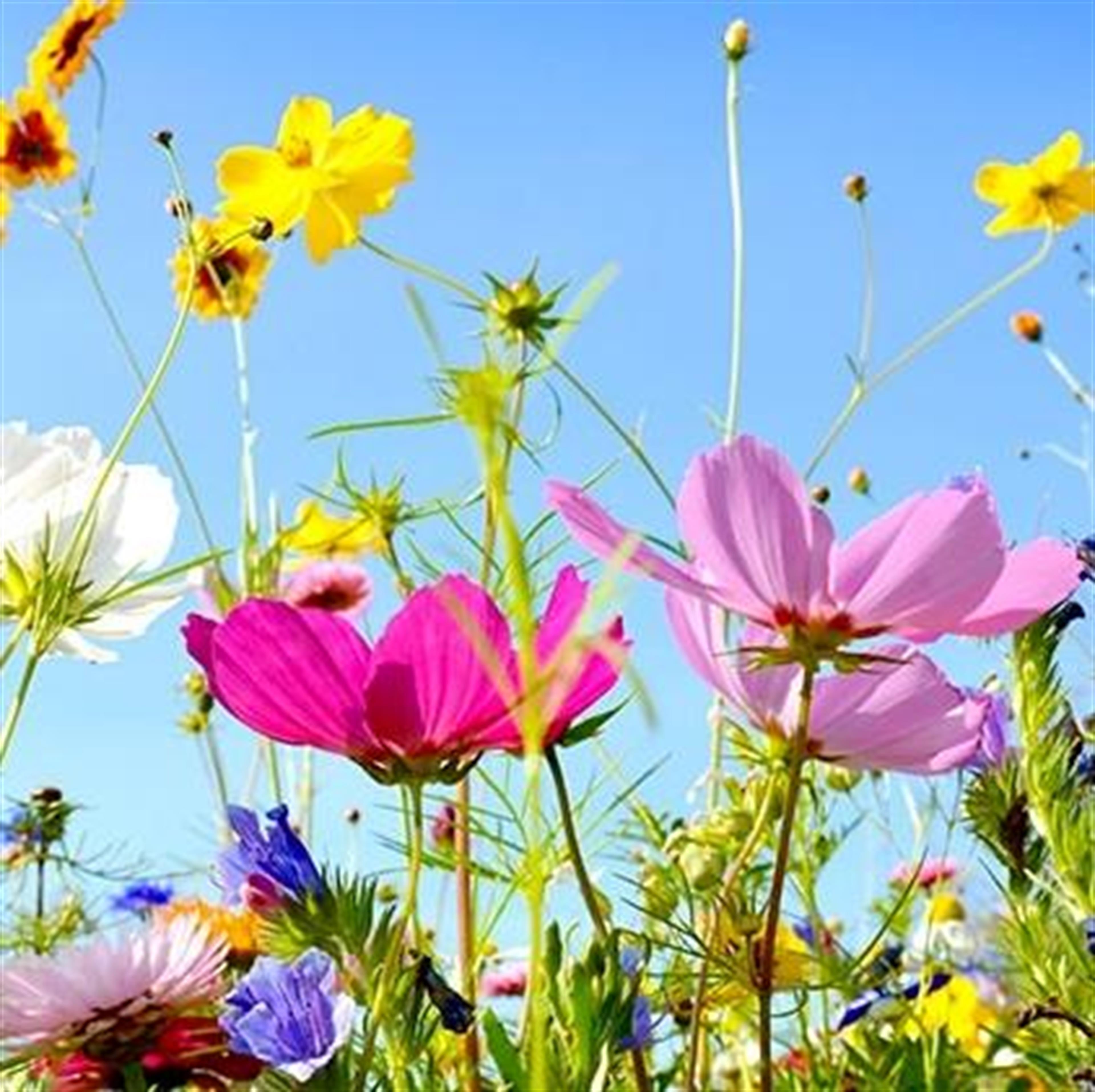 Mrs. Myra Ann Moseley Partridge