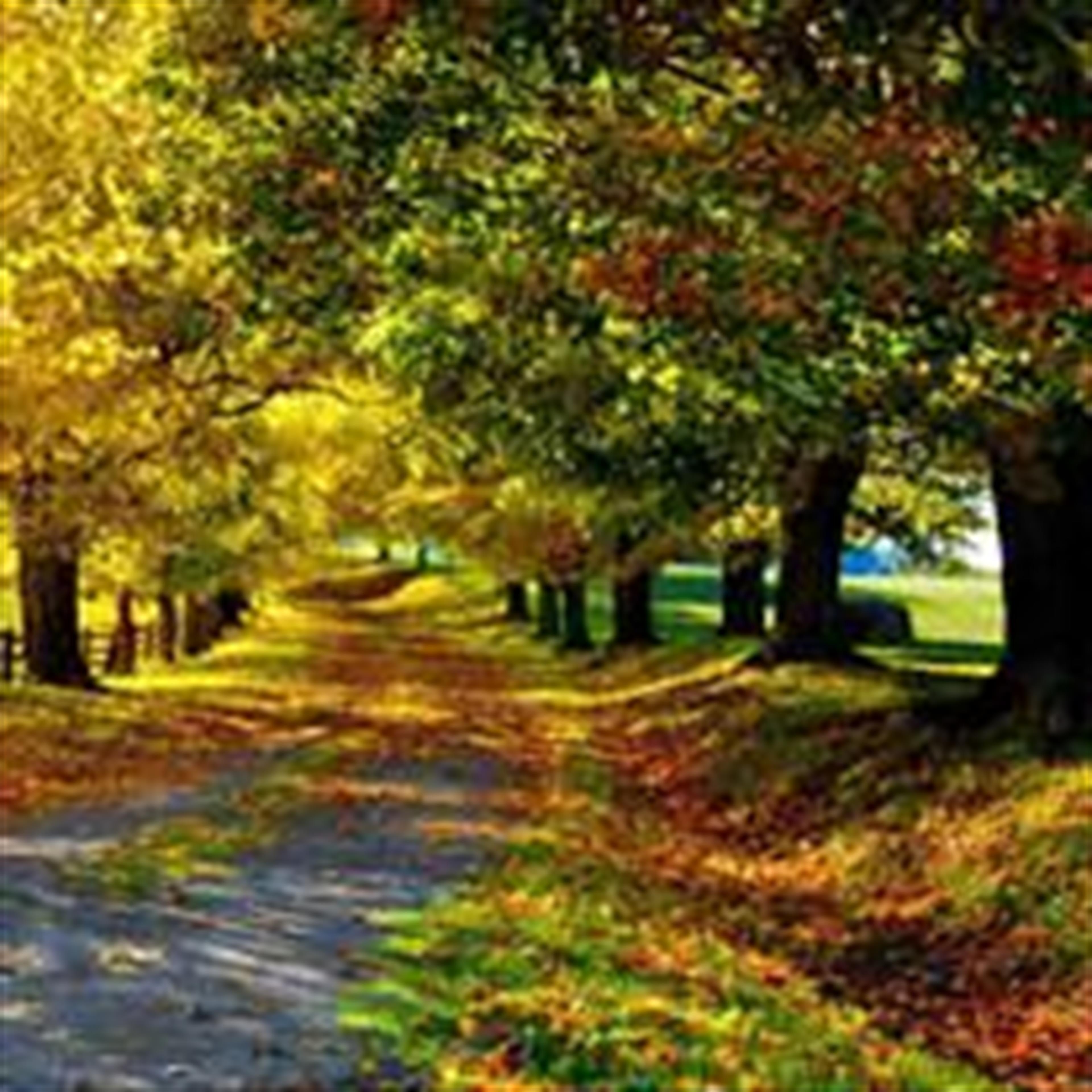 Robert Trokey (Camdenton)