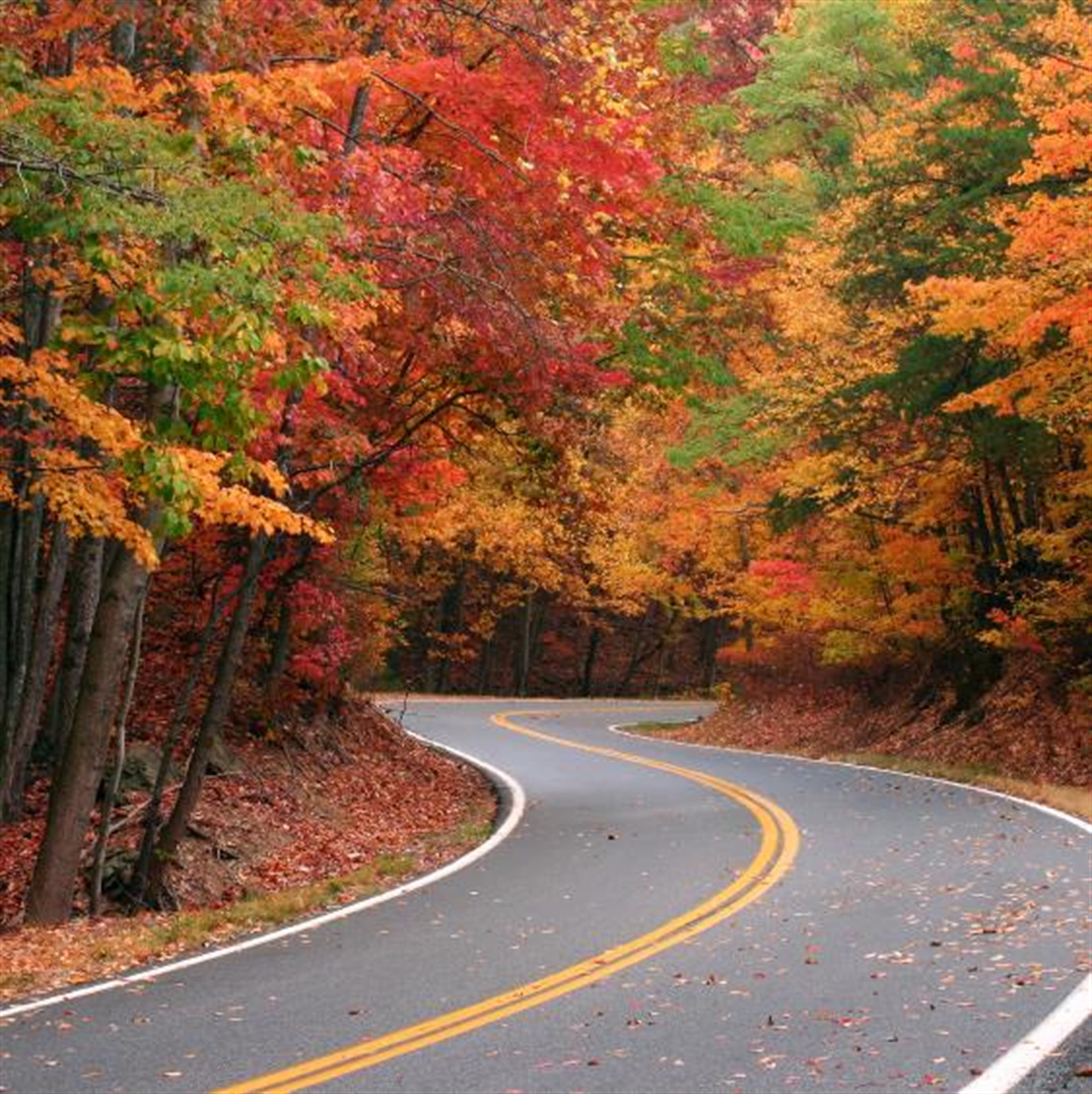 Mrs. Dorothy Ann Mann