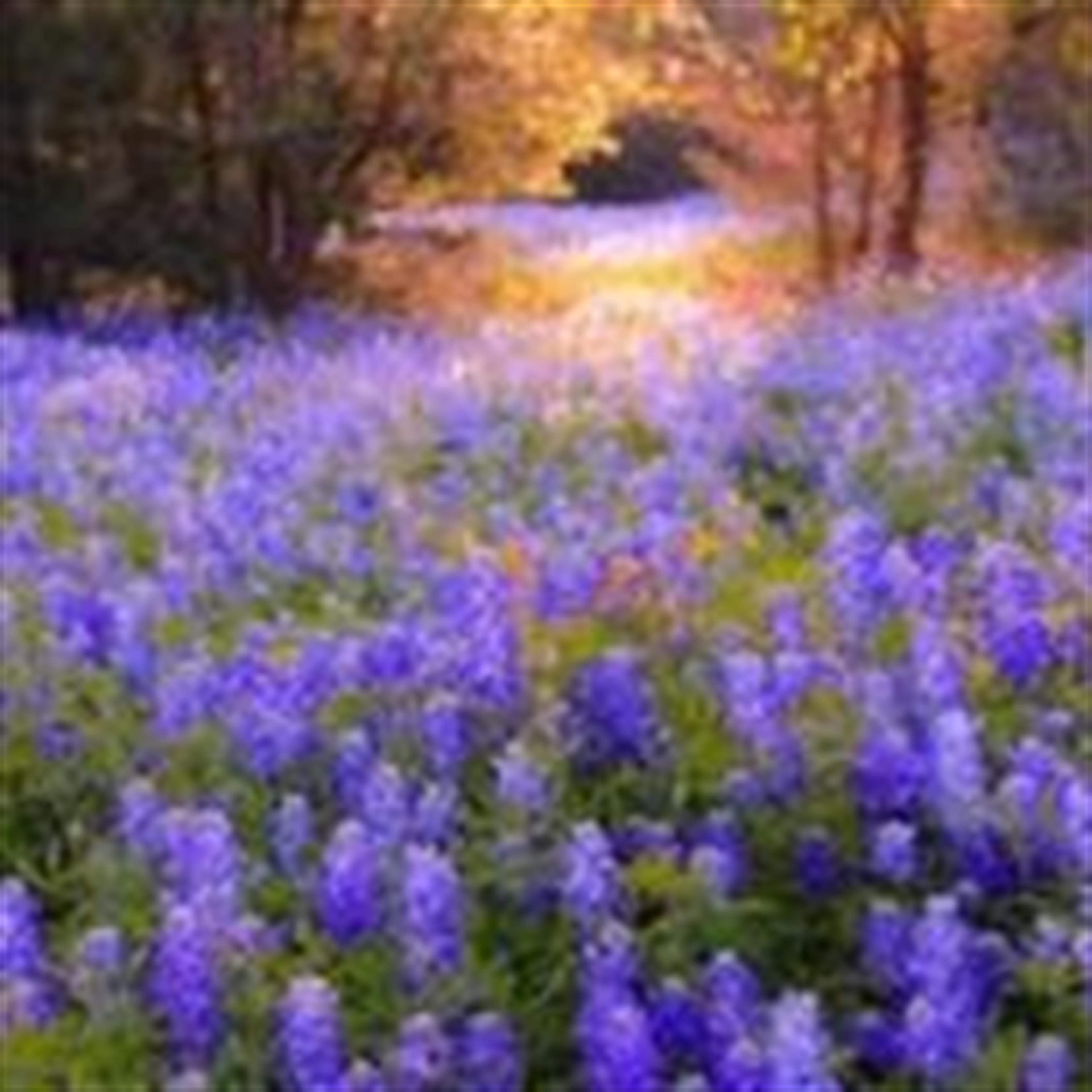 Angel Probst (Buffalo)