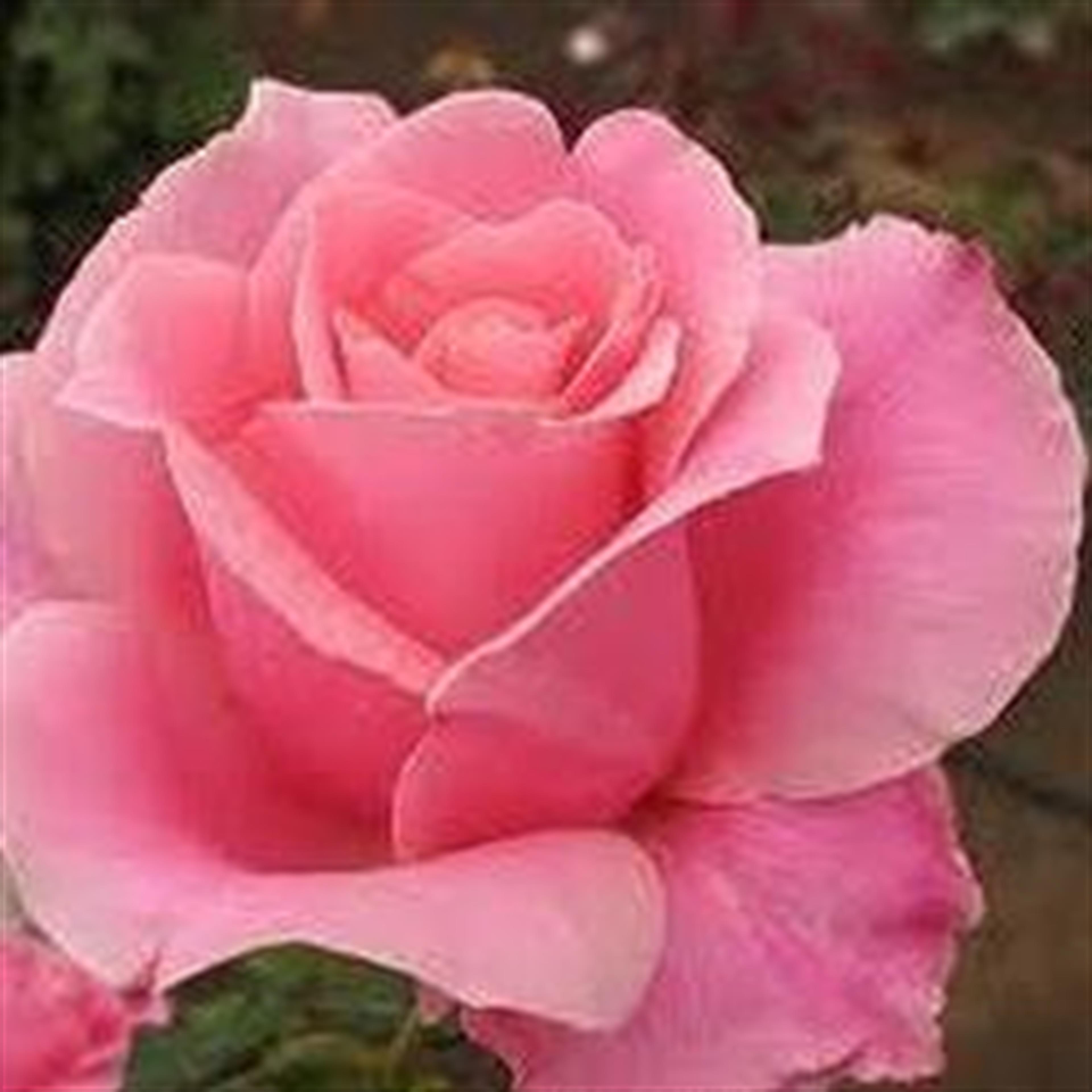 Margaret Stiles (Bolivar)