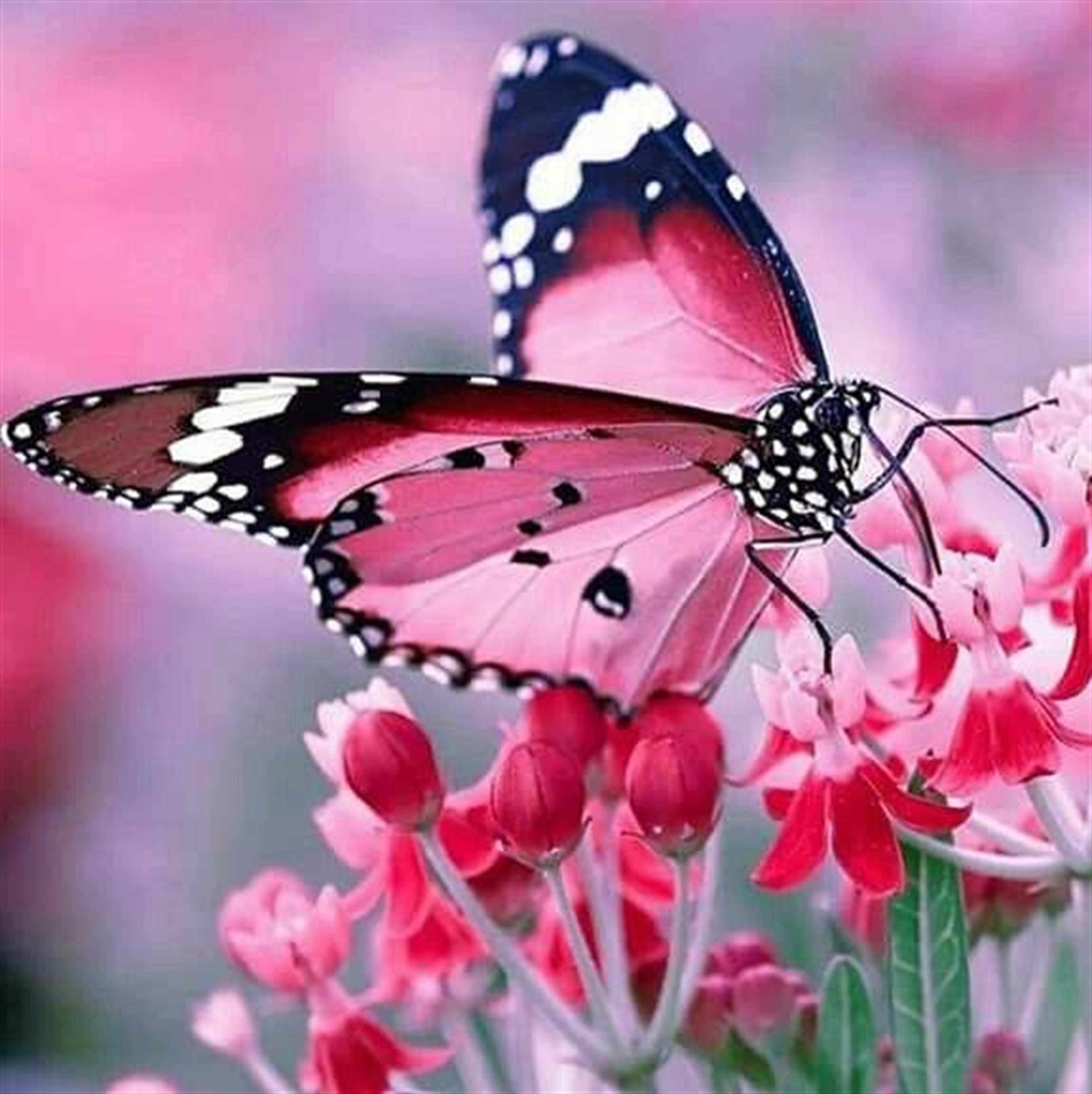 Rose Lupia