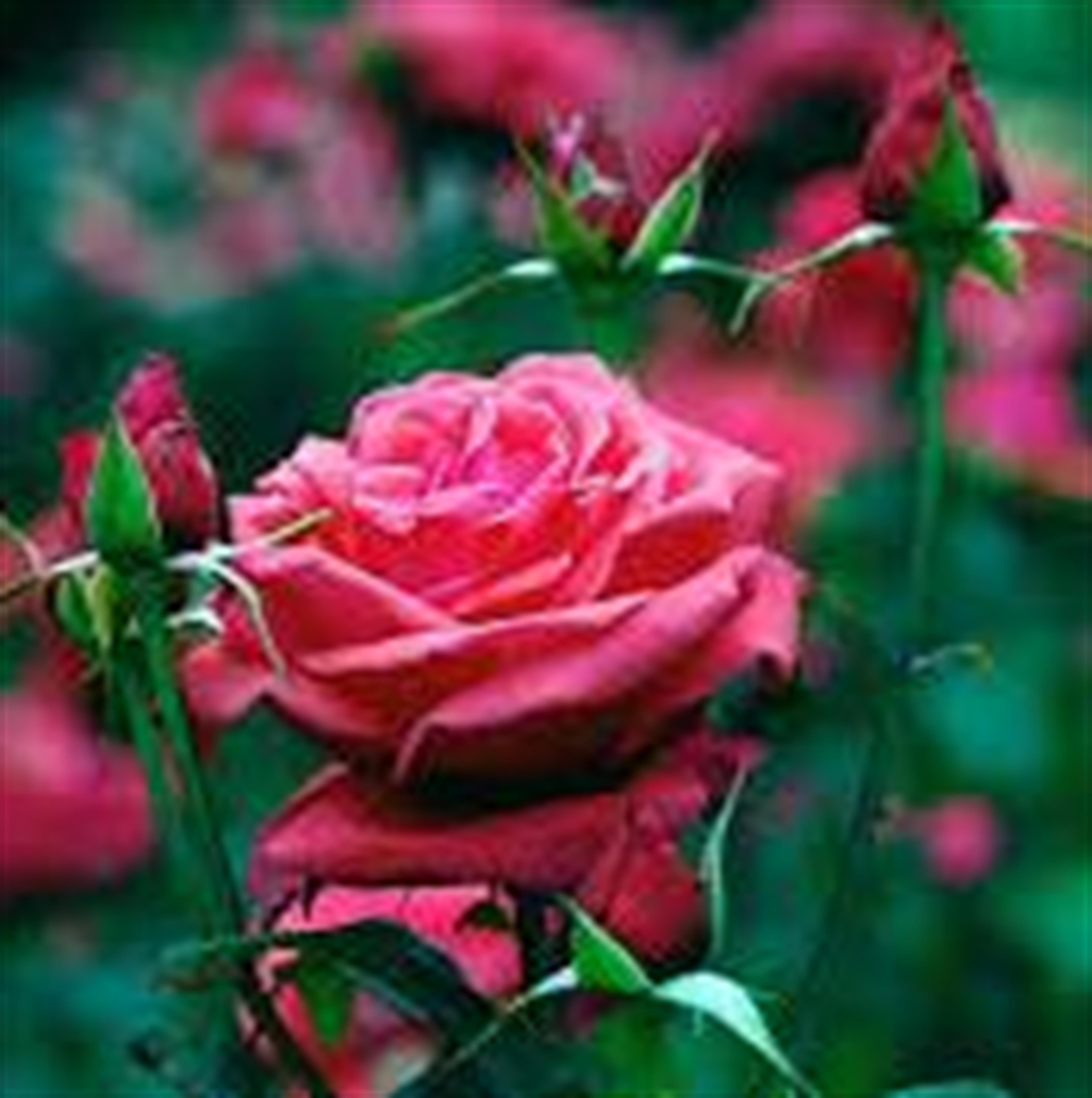 Mary McWhorter Sudik