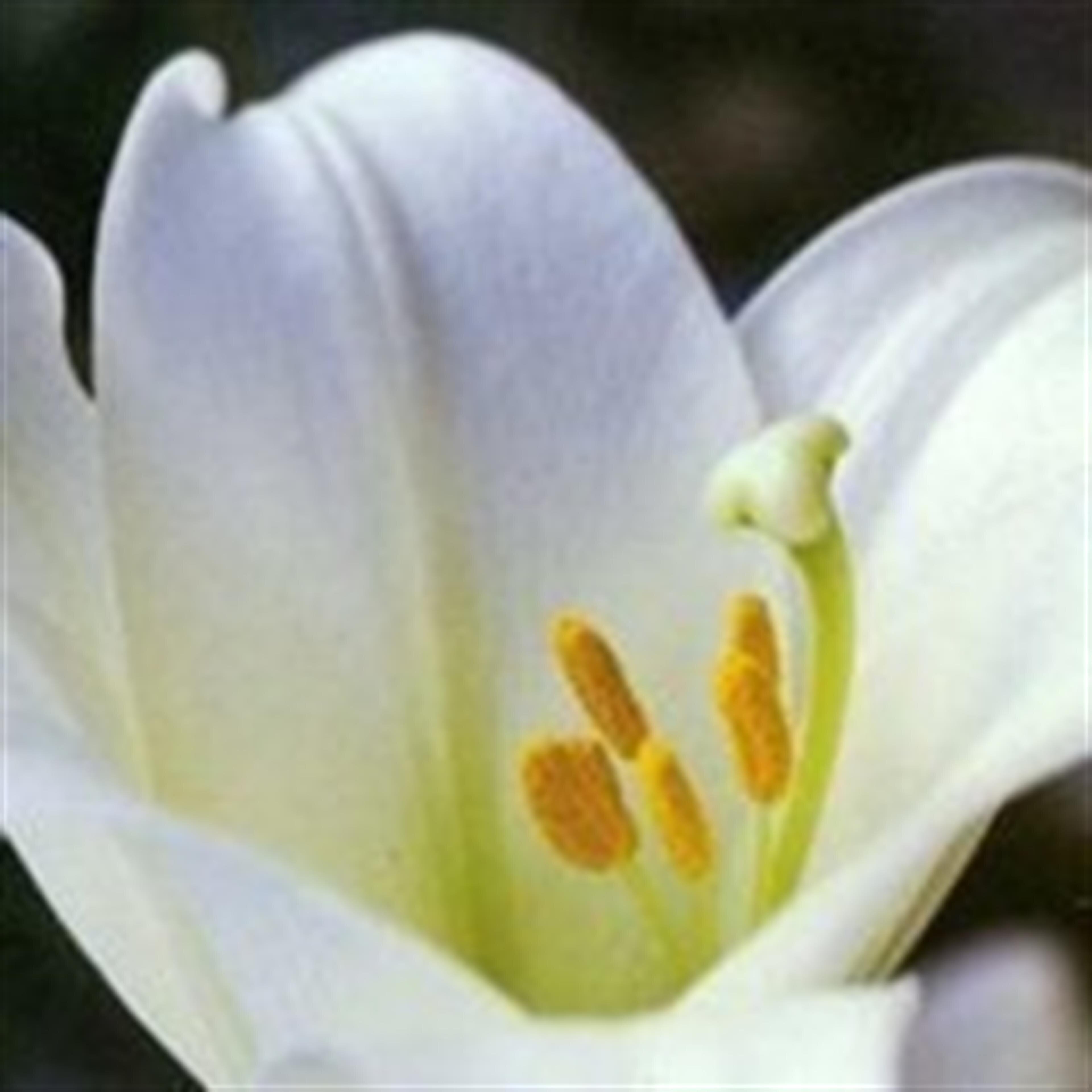 Eiko Fu