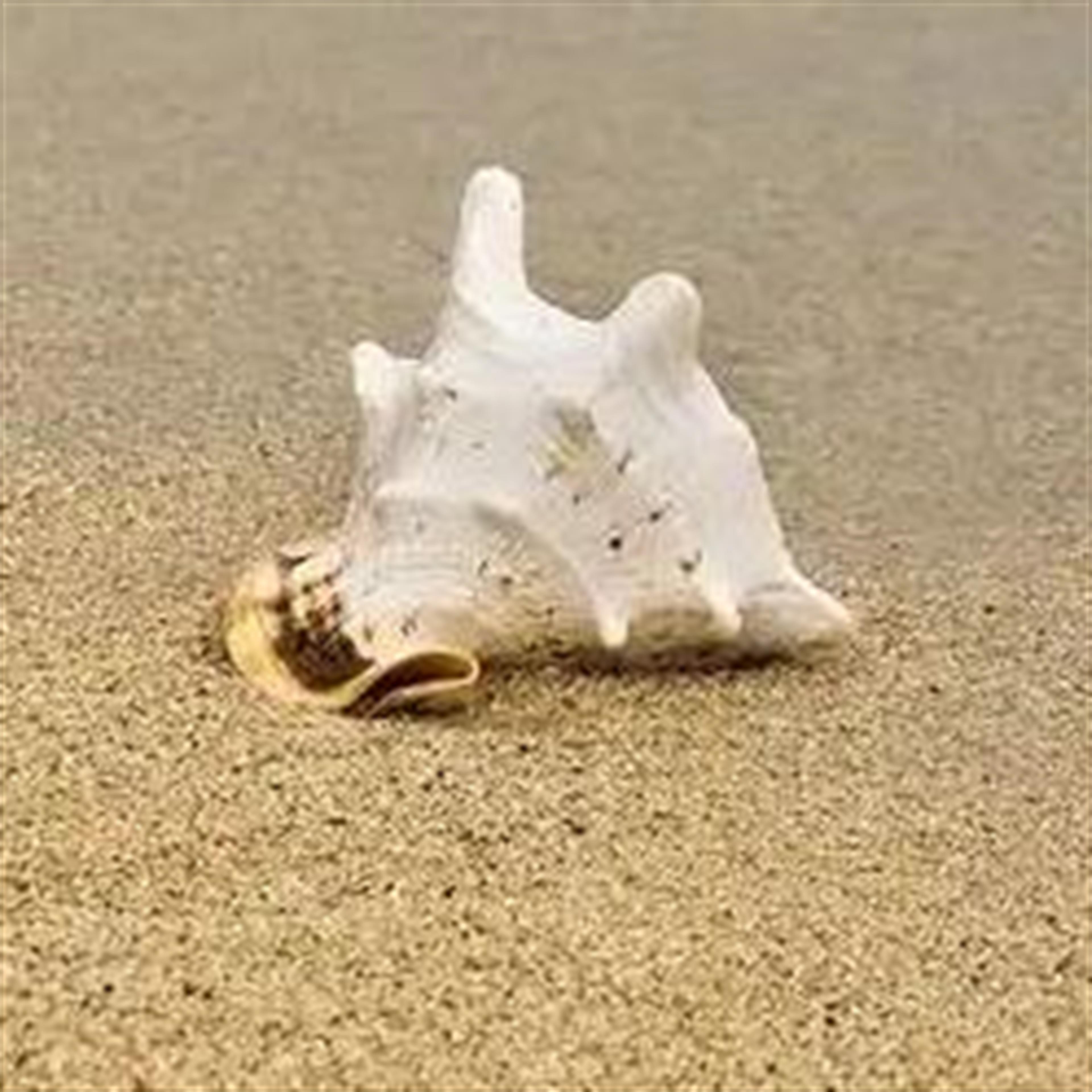 Mary Louise Capella's obituary picture