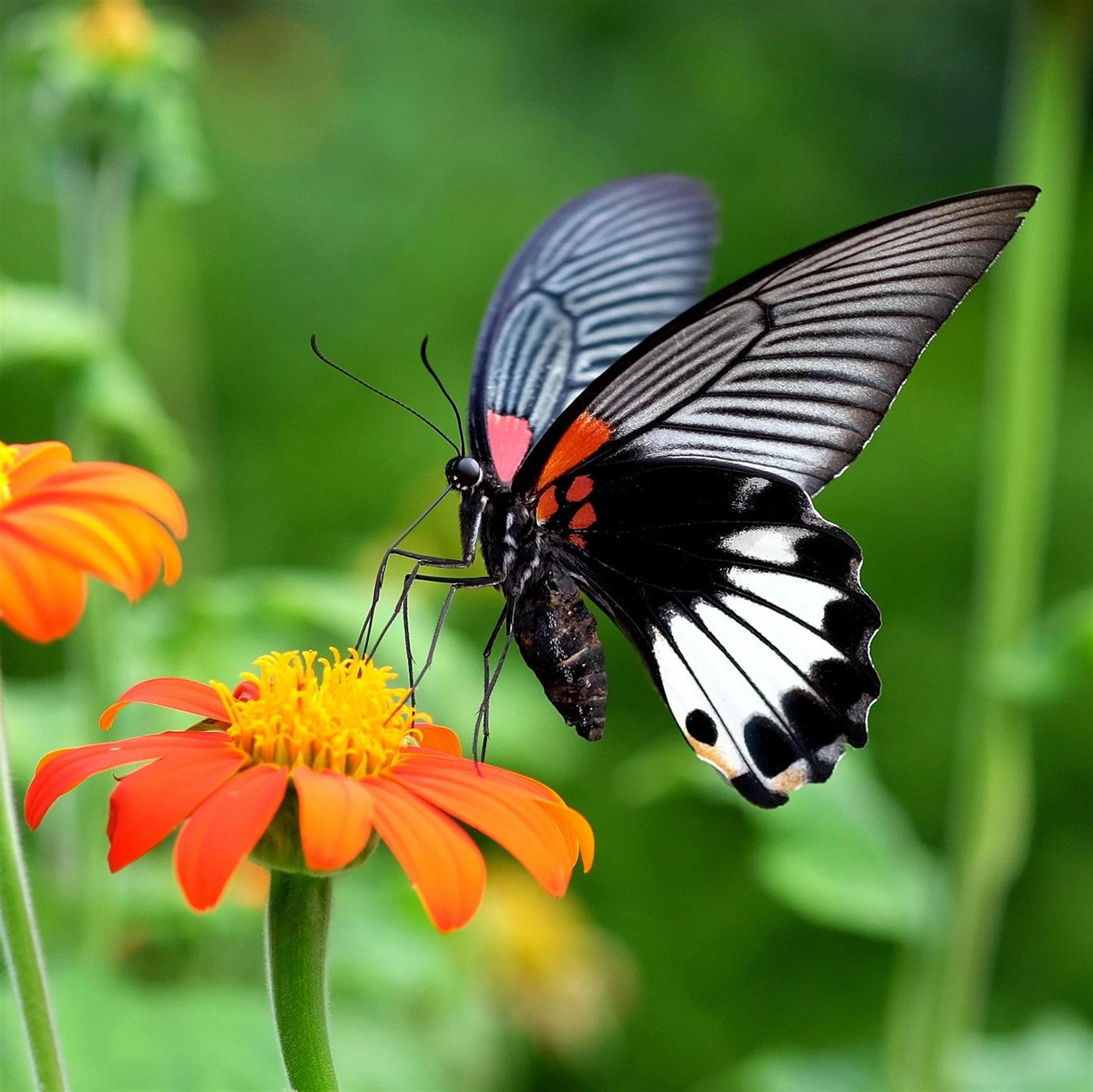 Mrs. Tracy Gauldin Tinney