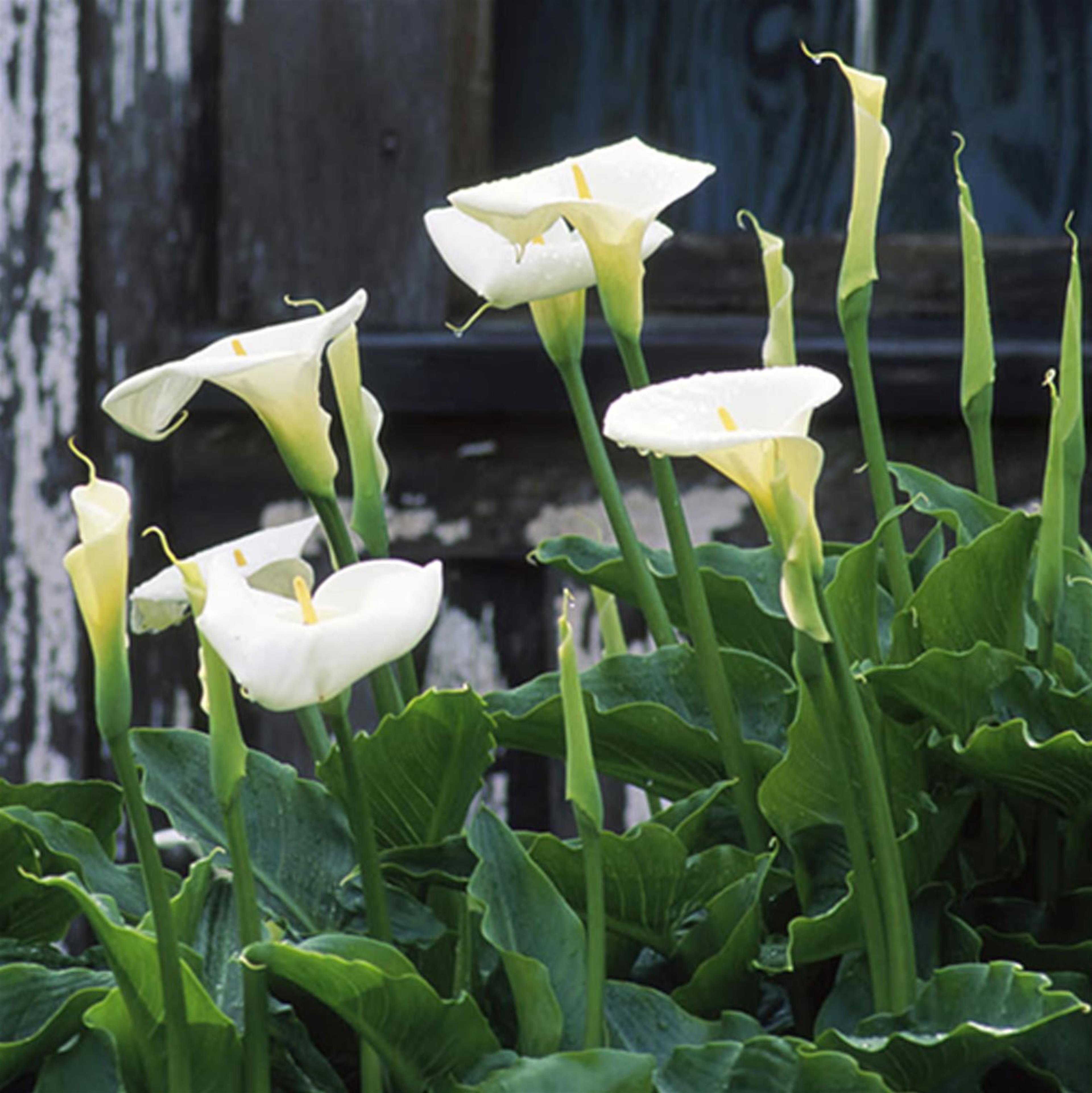 Opal Verena Follett's obituary picture