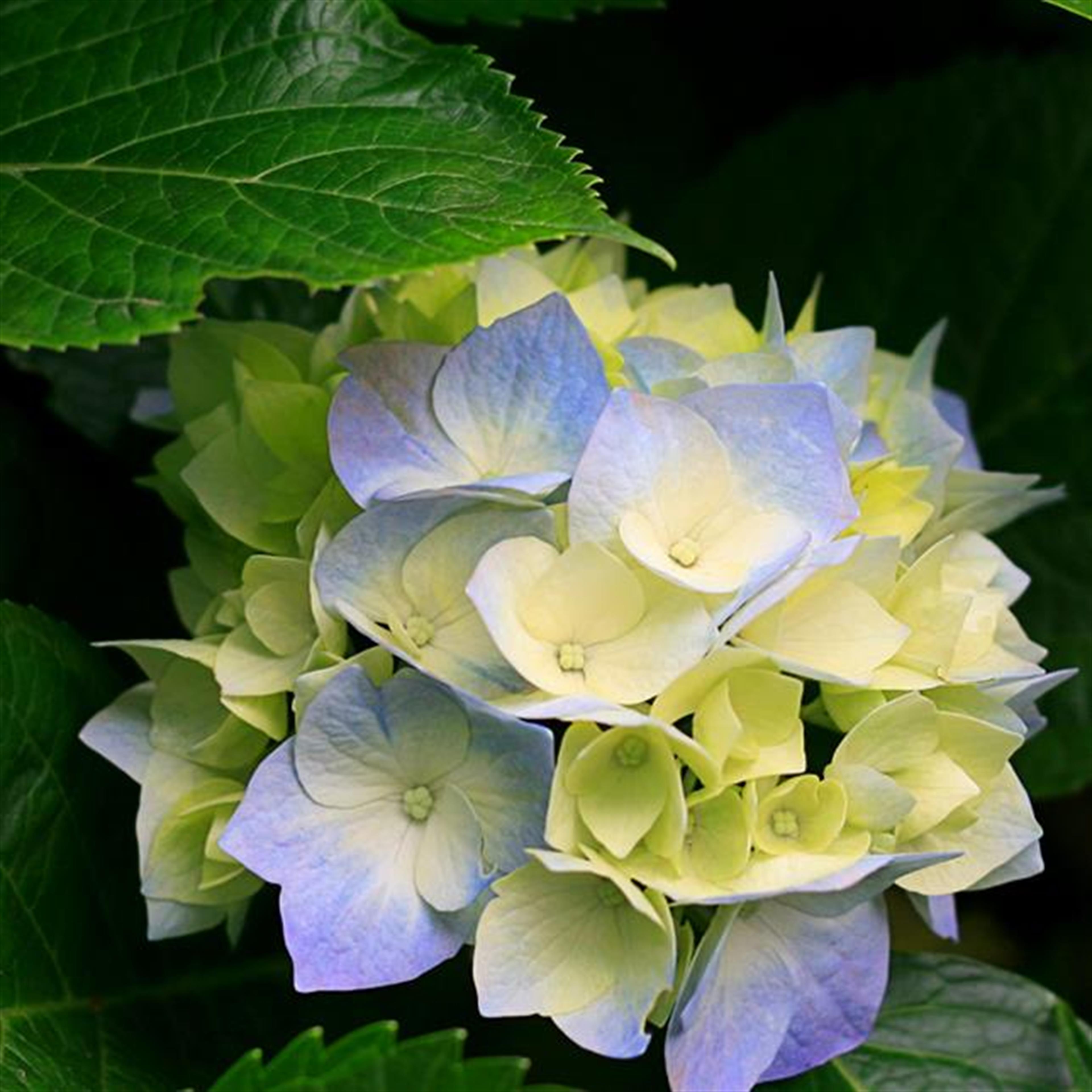 Jiro Katayama Howard