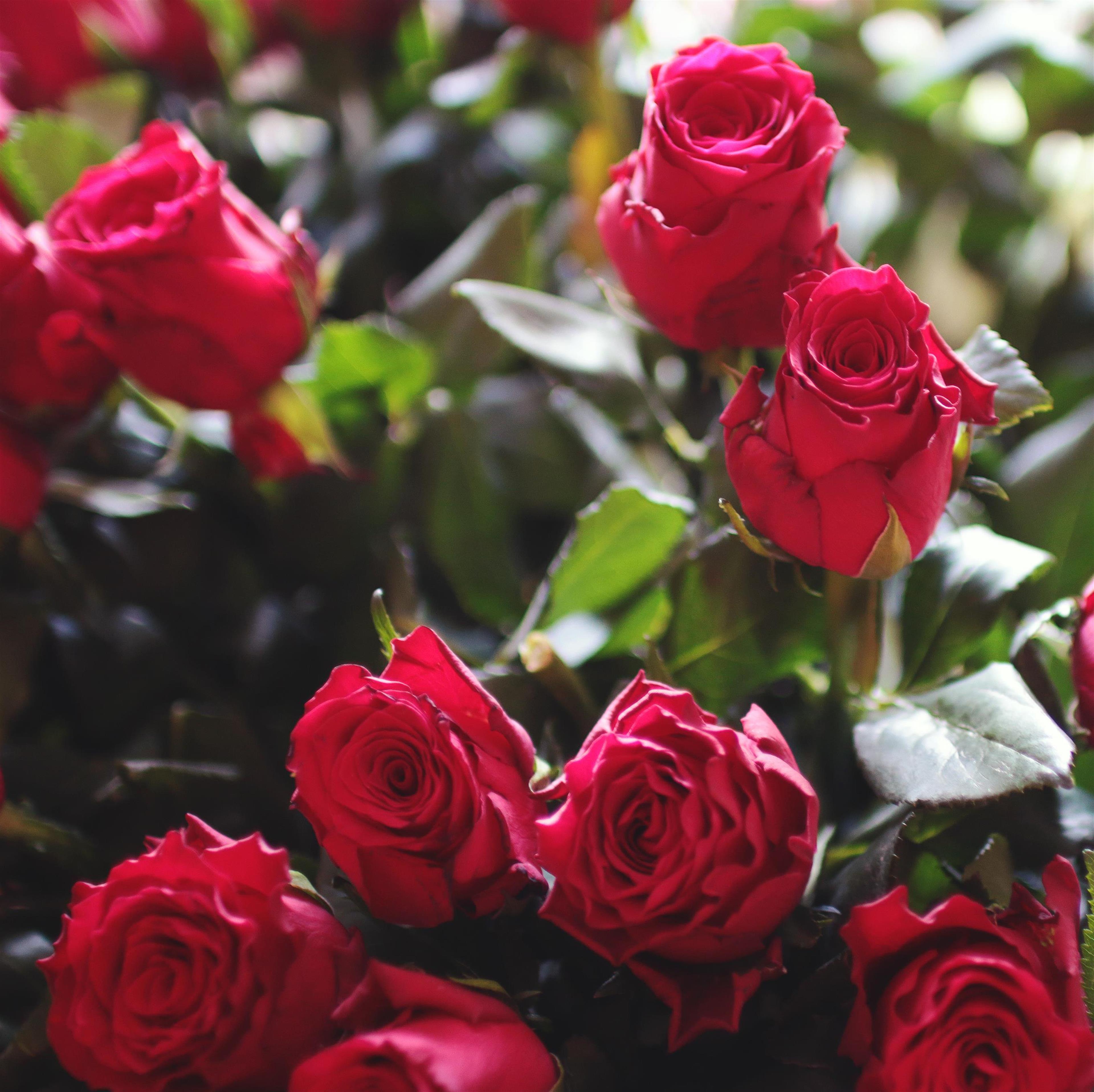 Theresa Caroline Speth's obituary picture