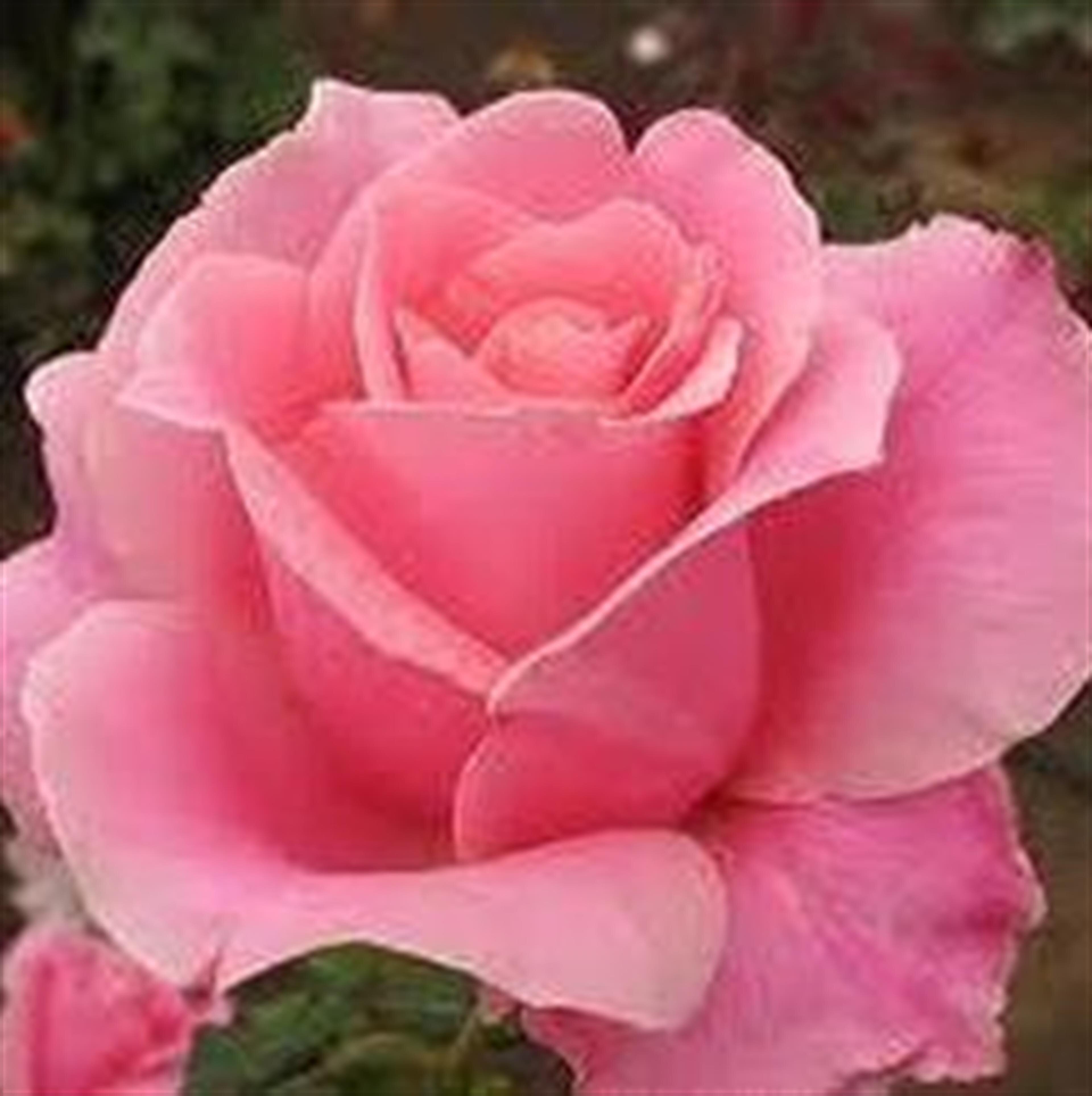 Shirley J. Moore (Hartville)