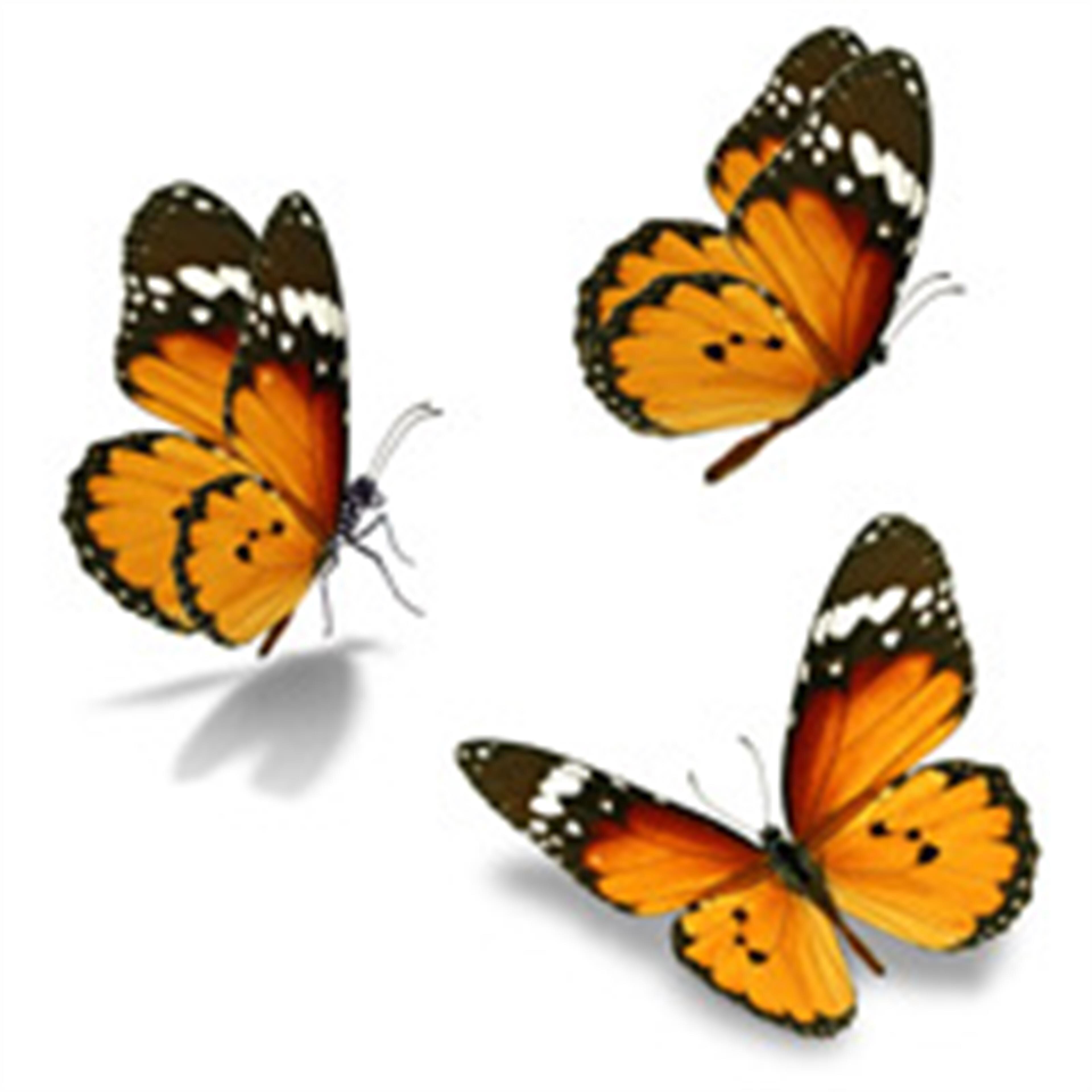 Robin Johnson