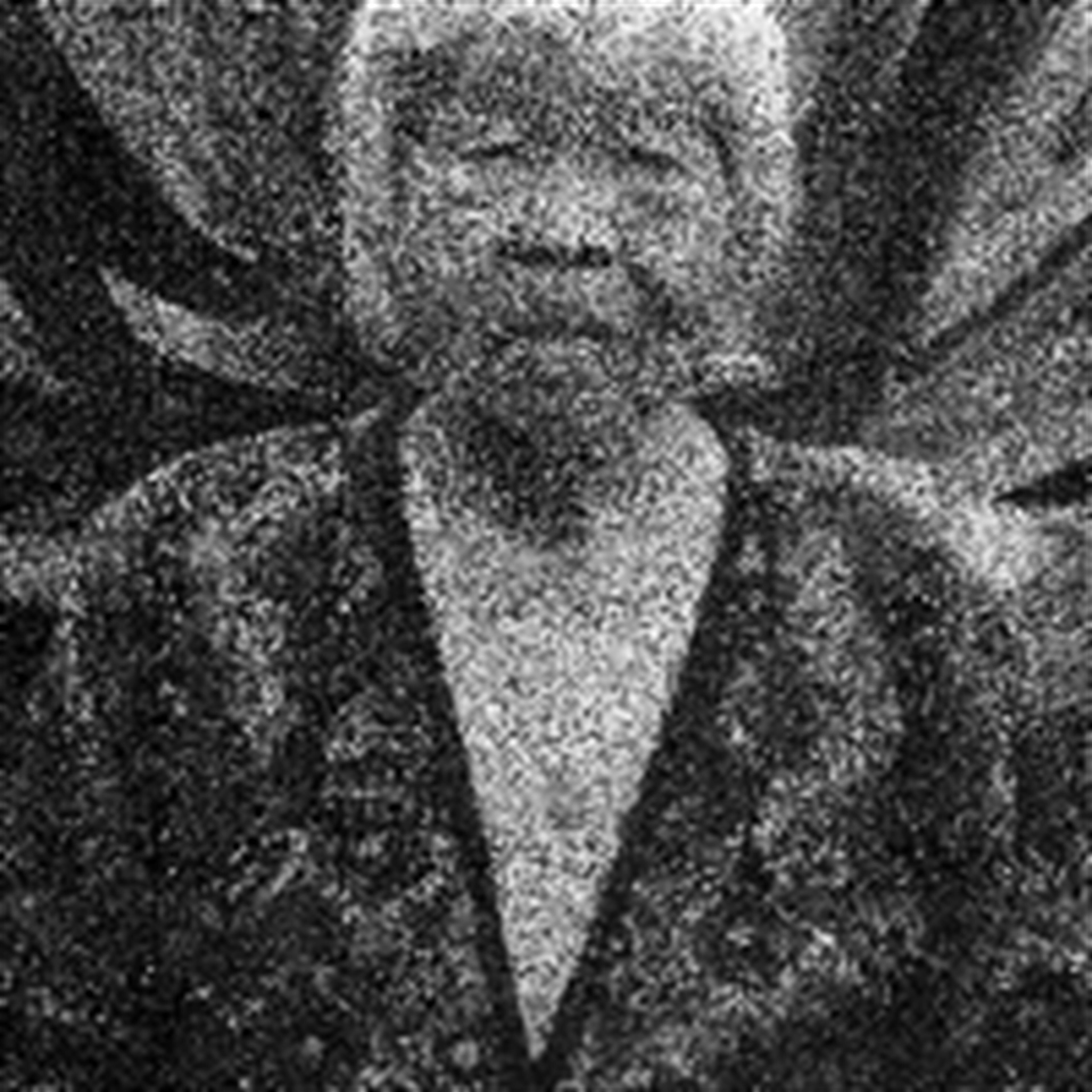 Song Angelle