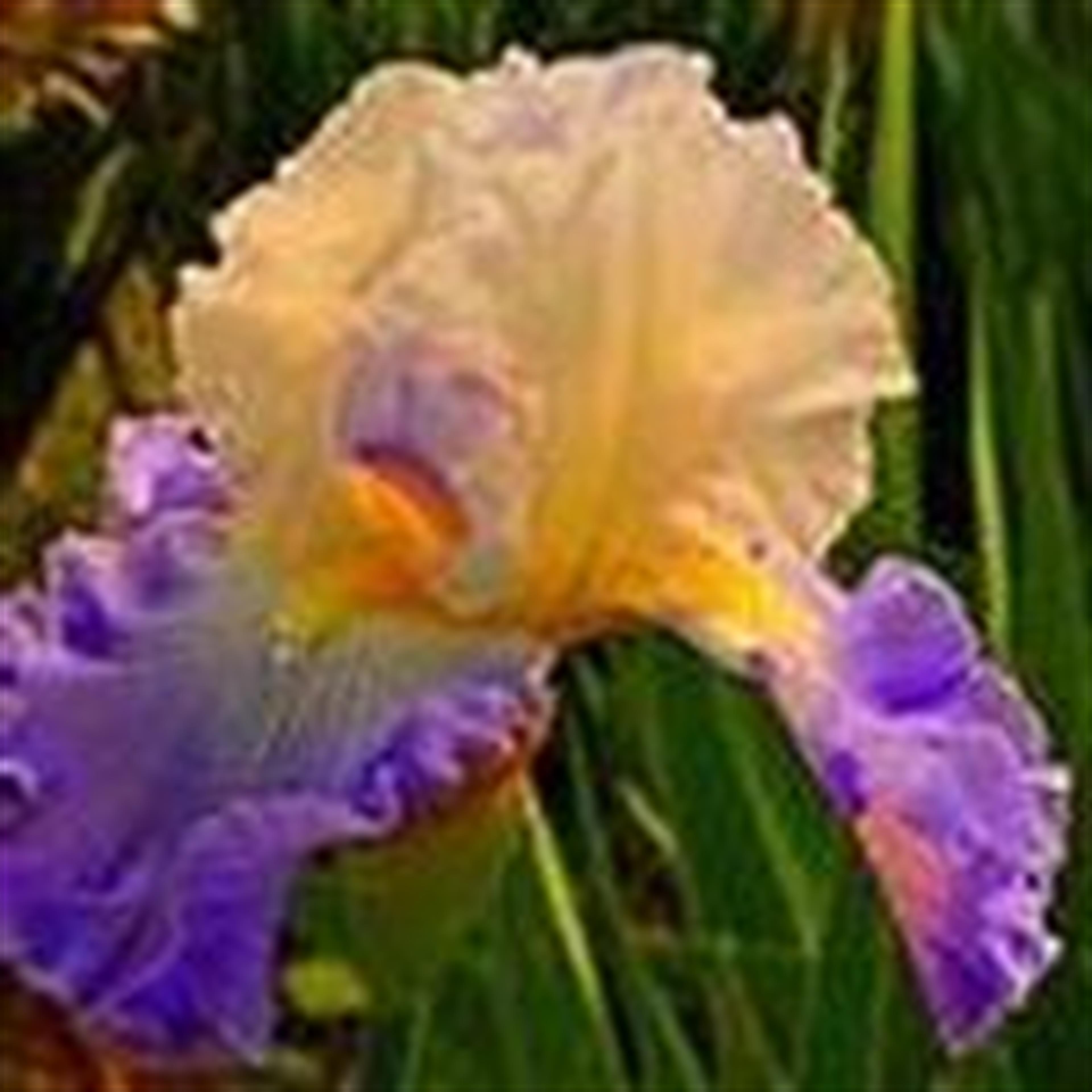 Marlanea Jantz Cooley