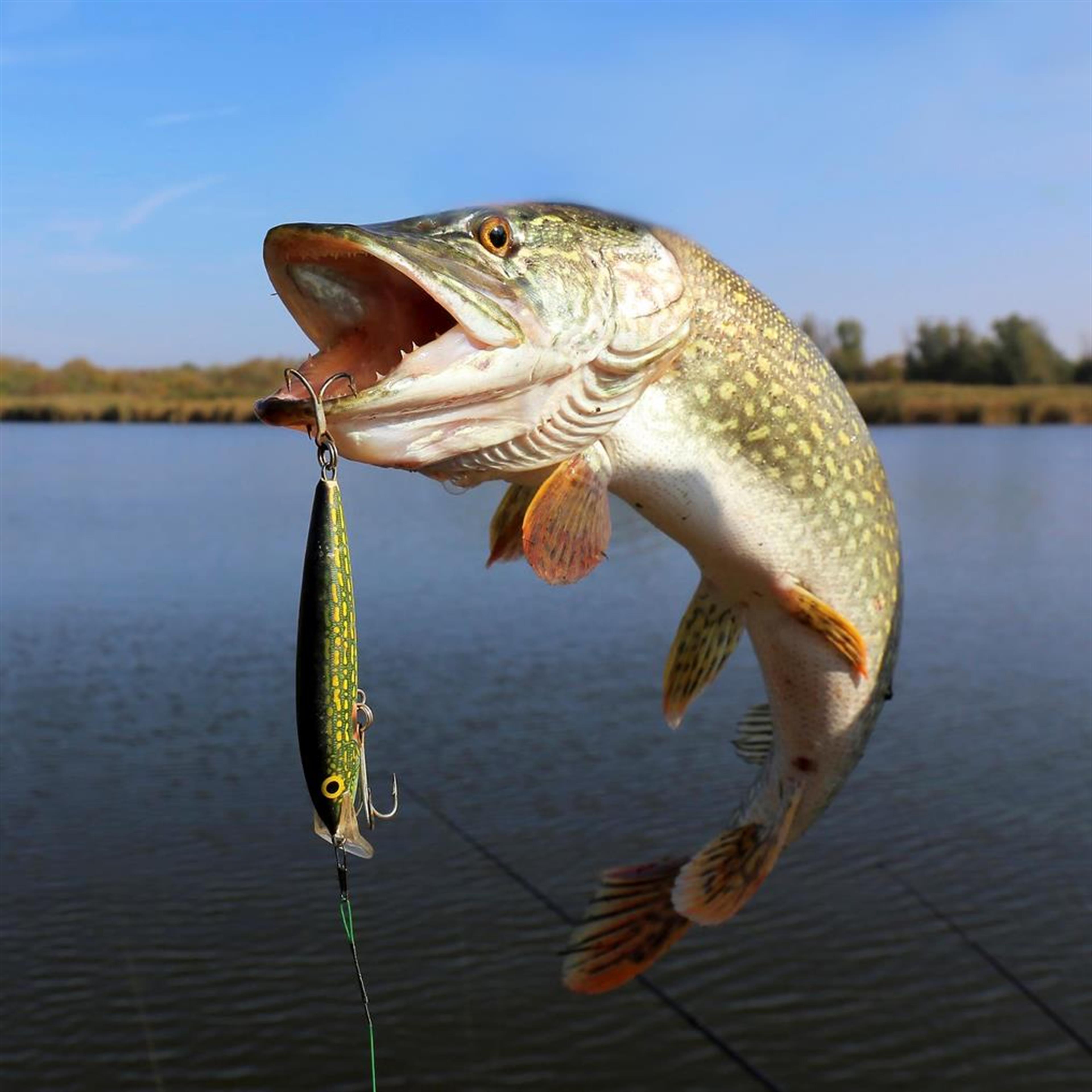 Mr. Otis Talmage Keel