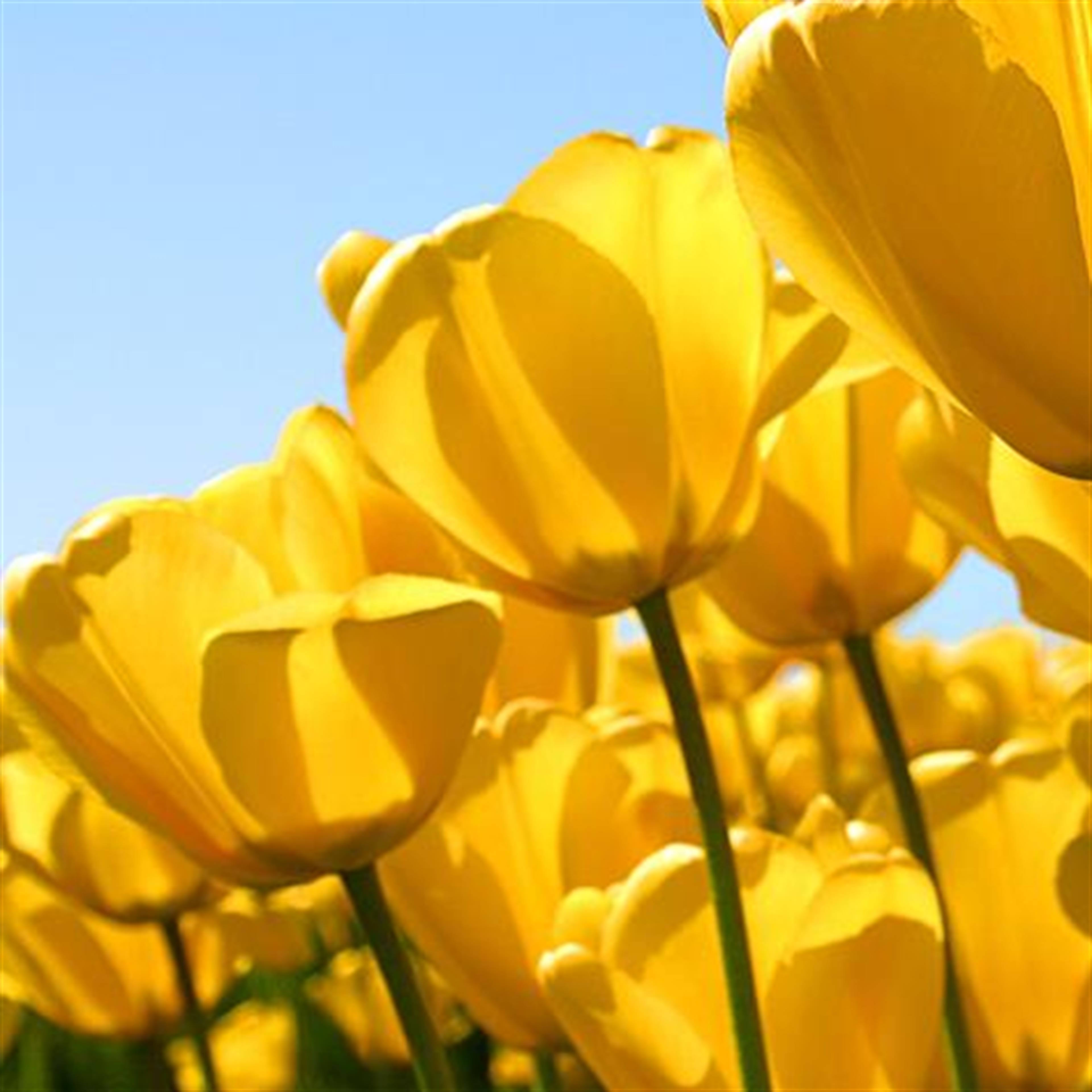 Kathleen Ann Cummings' obituary picture