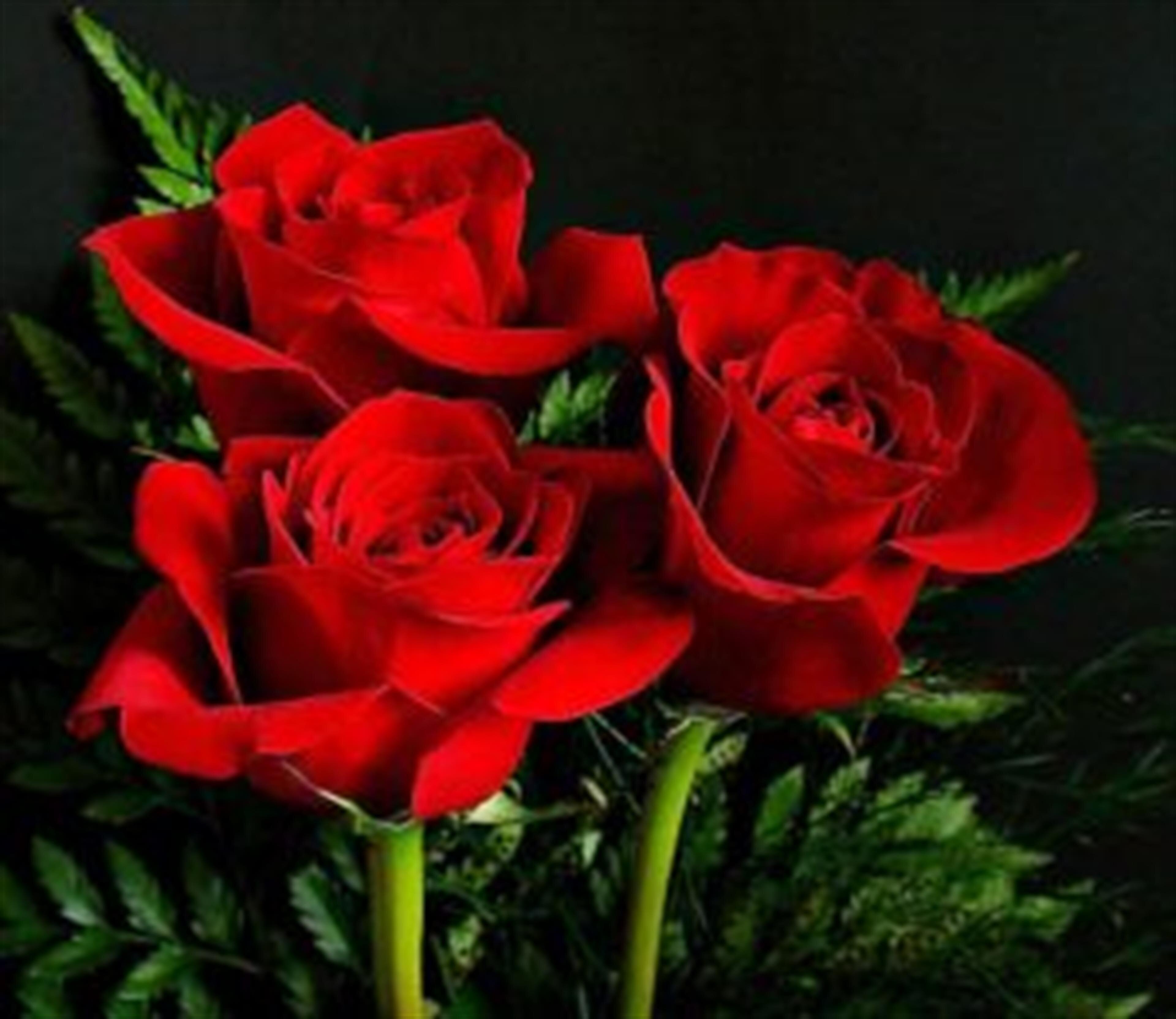 Dorothy M. Jee