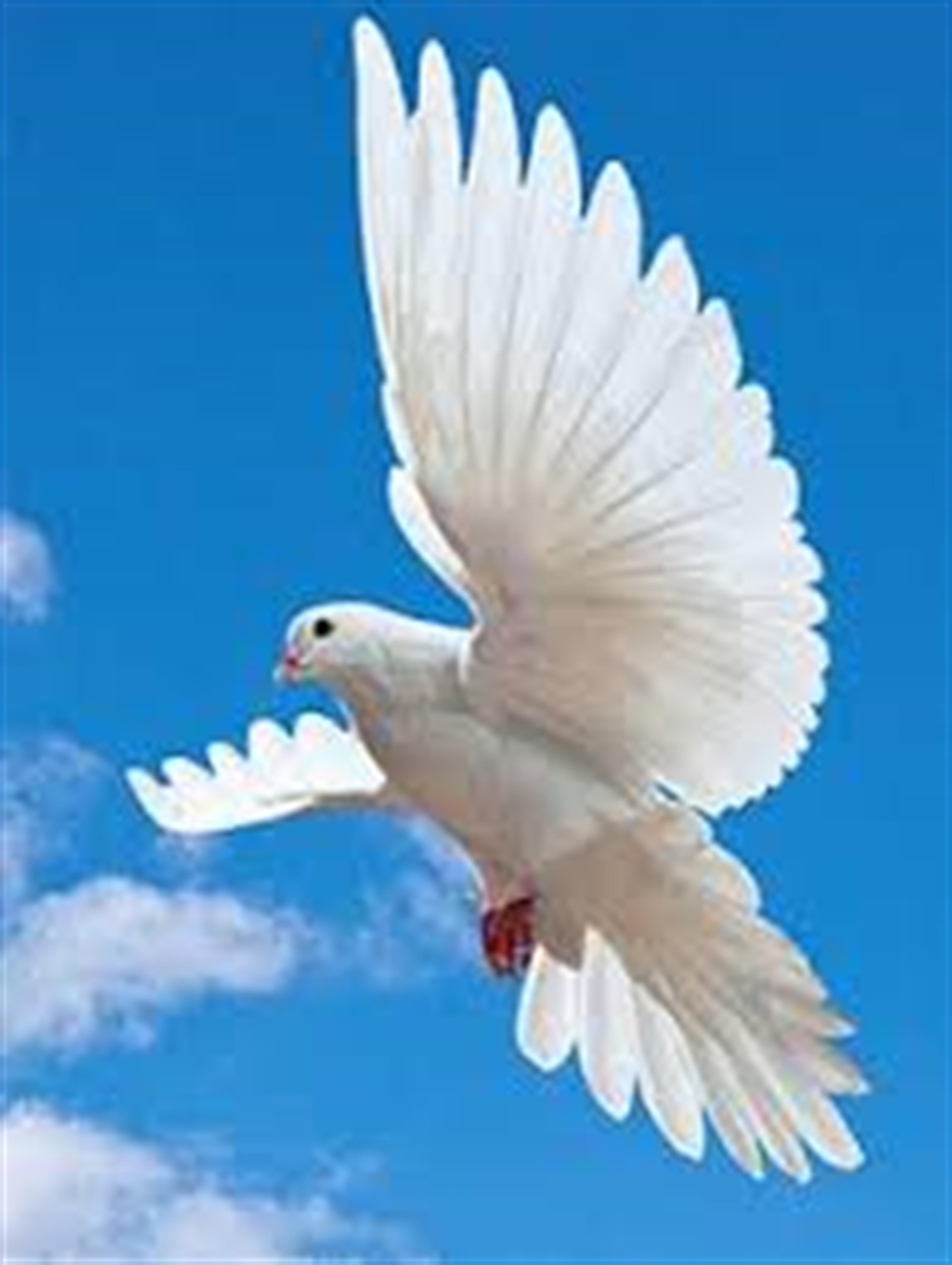 Roy Alexander Hernandez's obituary picture