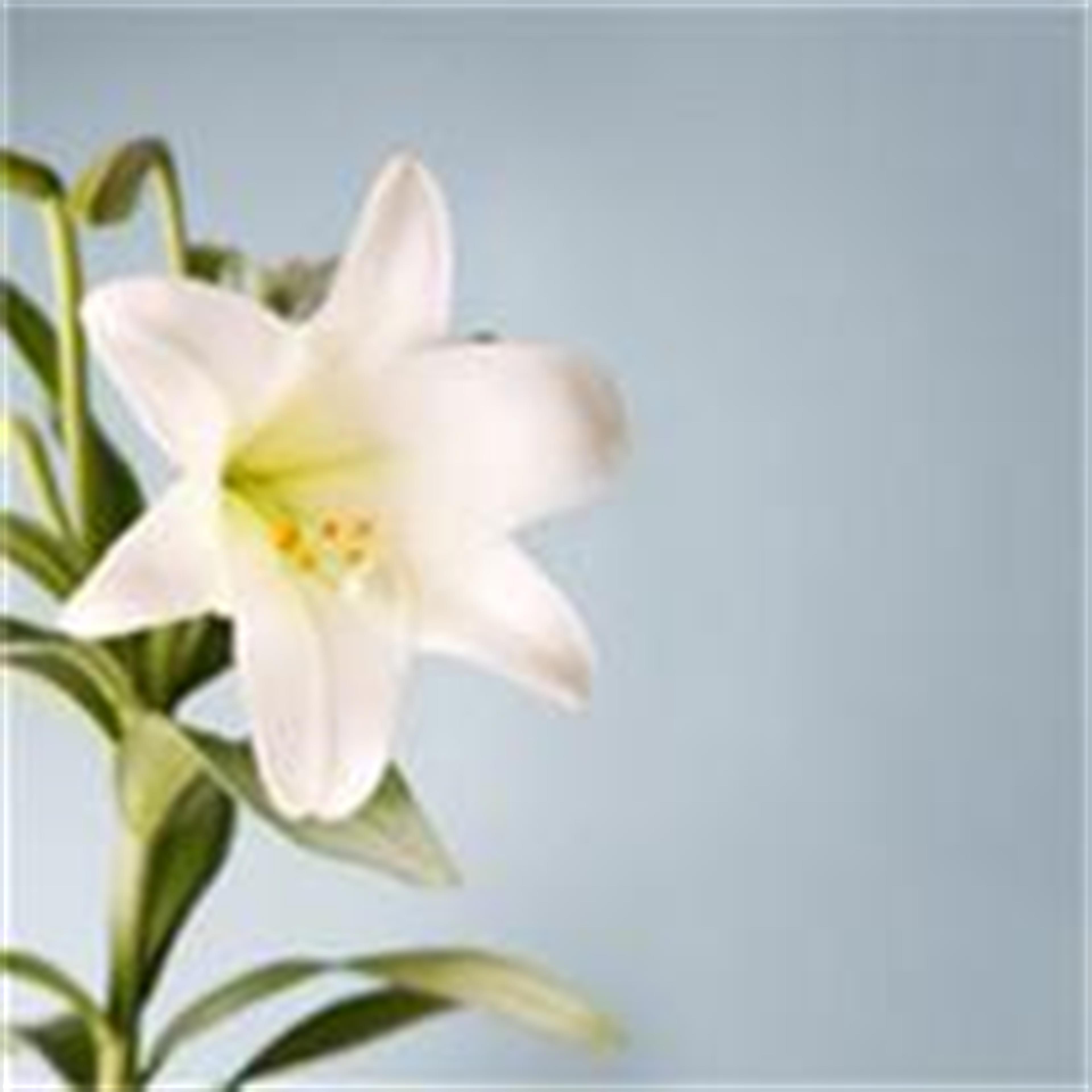 Zhong Jin's obituary picture