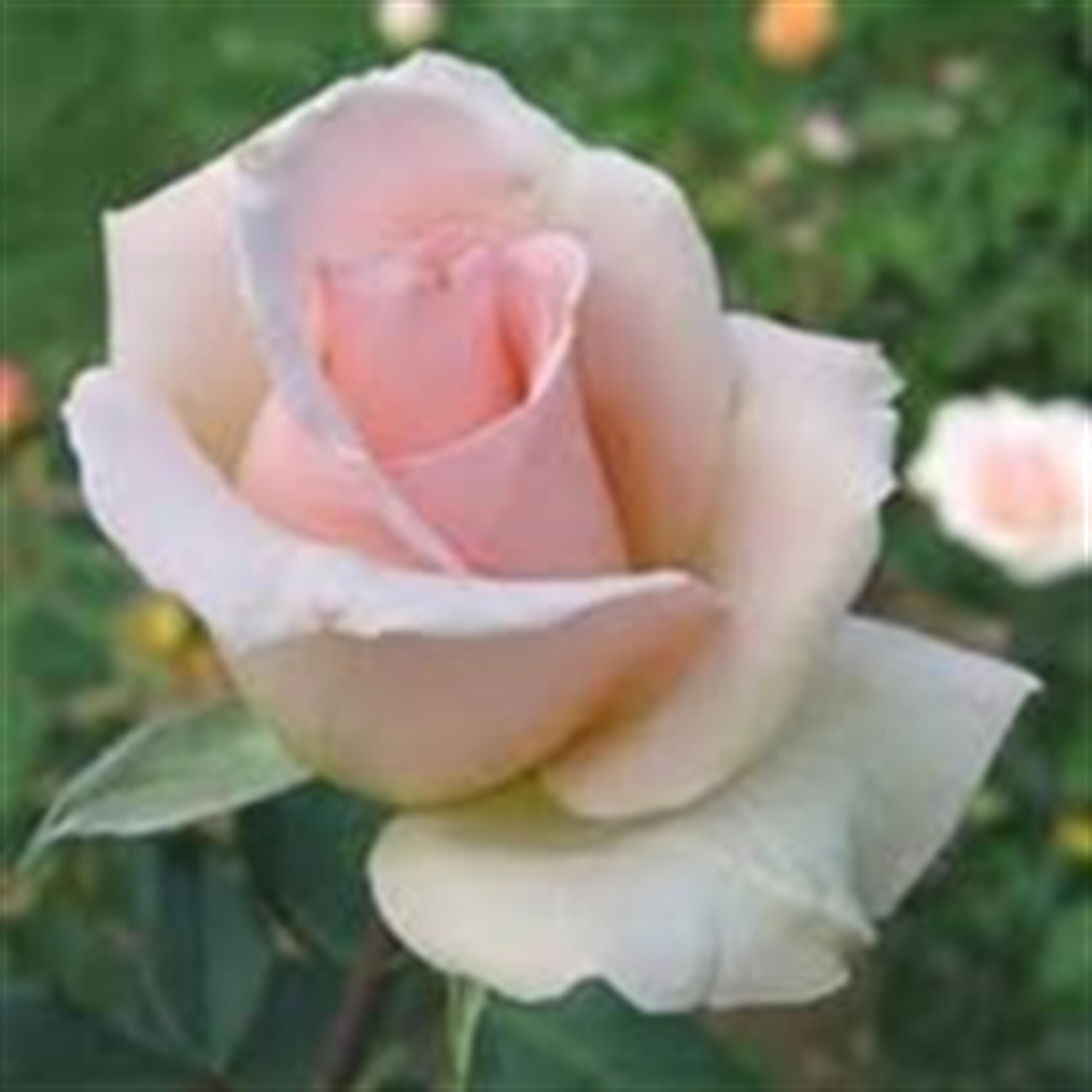 Elaine Richard Montpelier