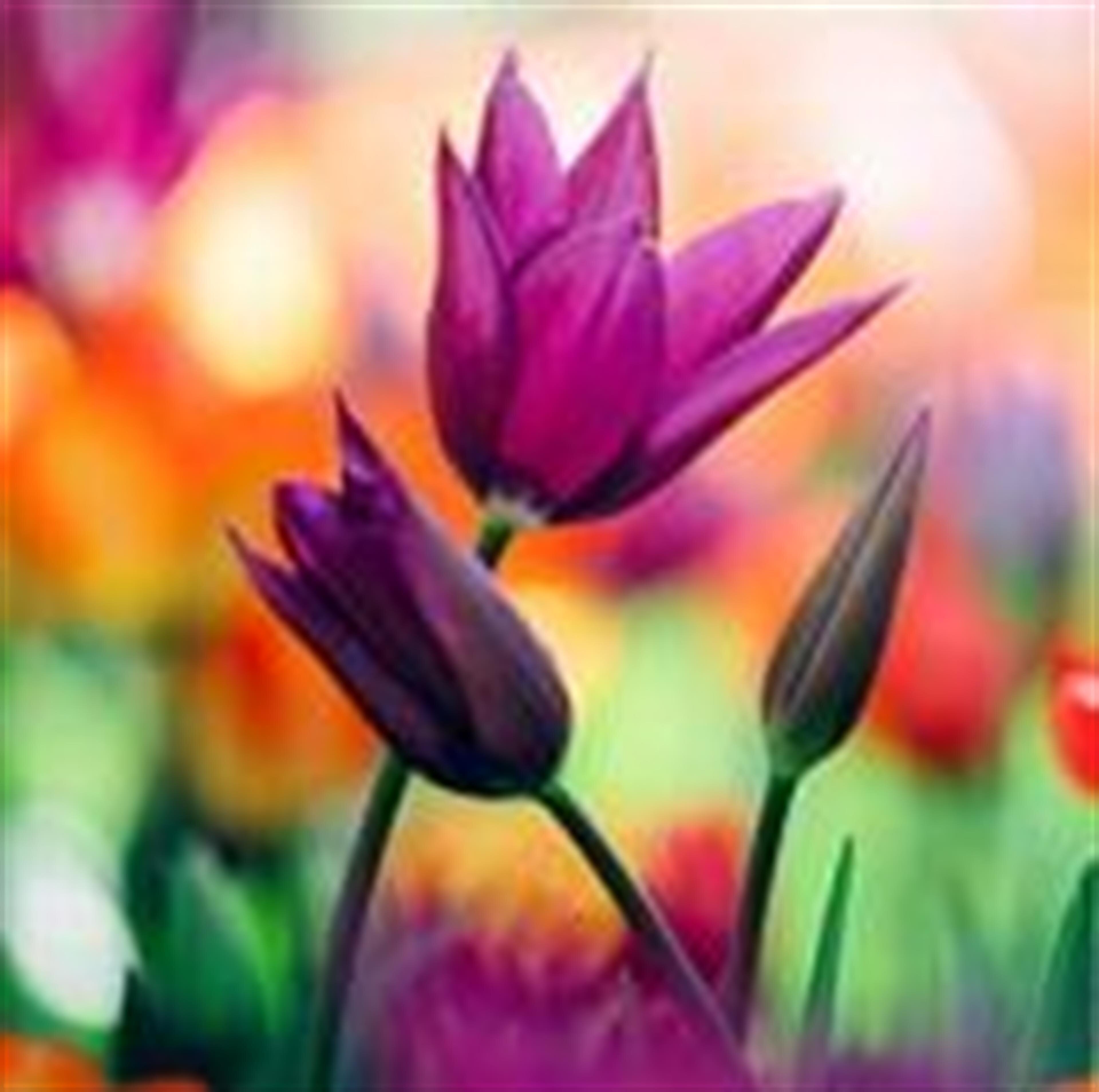 Barbara J. Sayers (Camdenton)