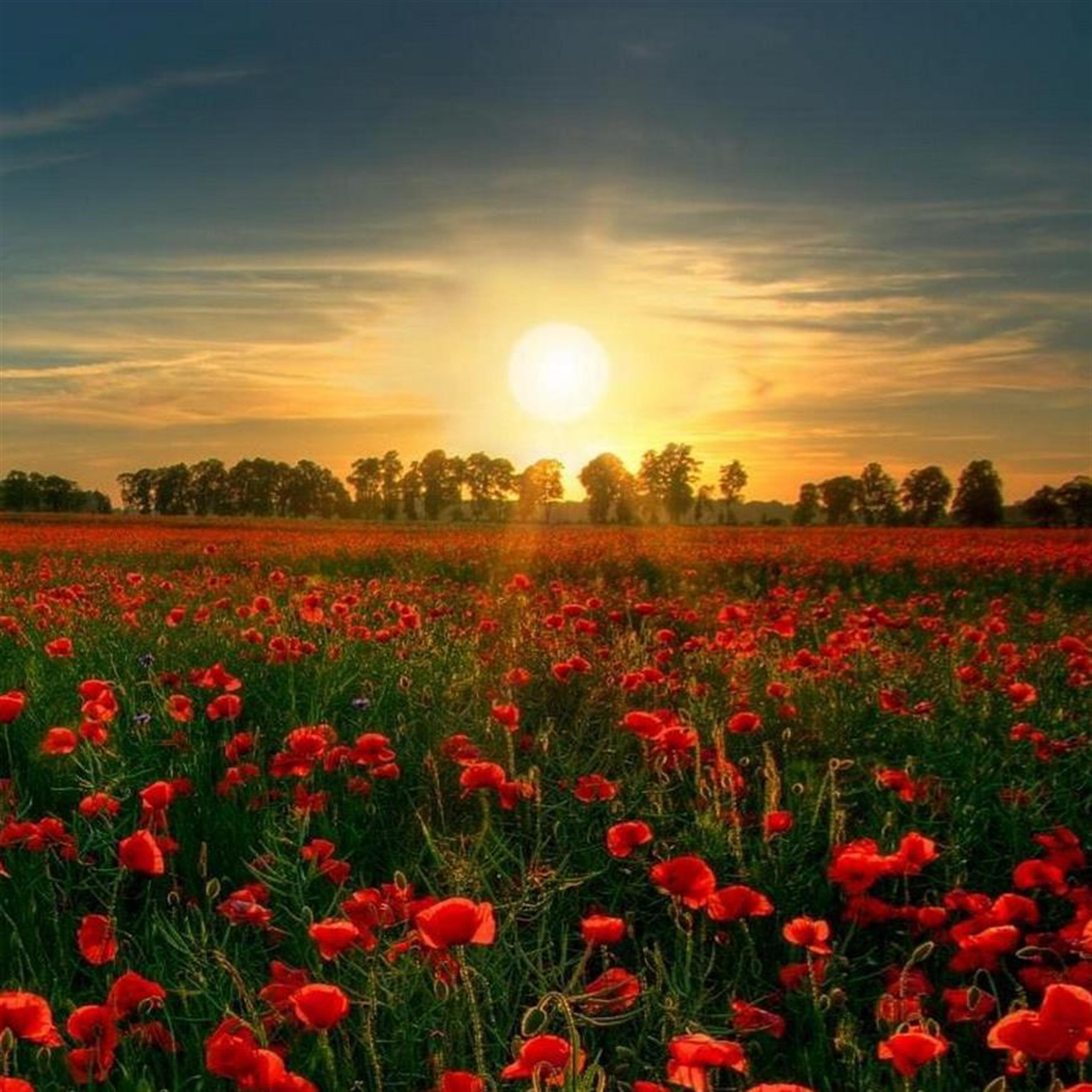 Robert Burton's obituary picture