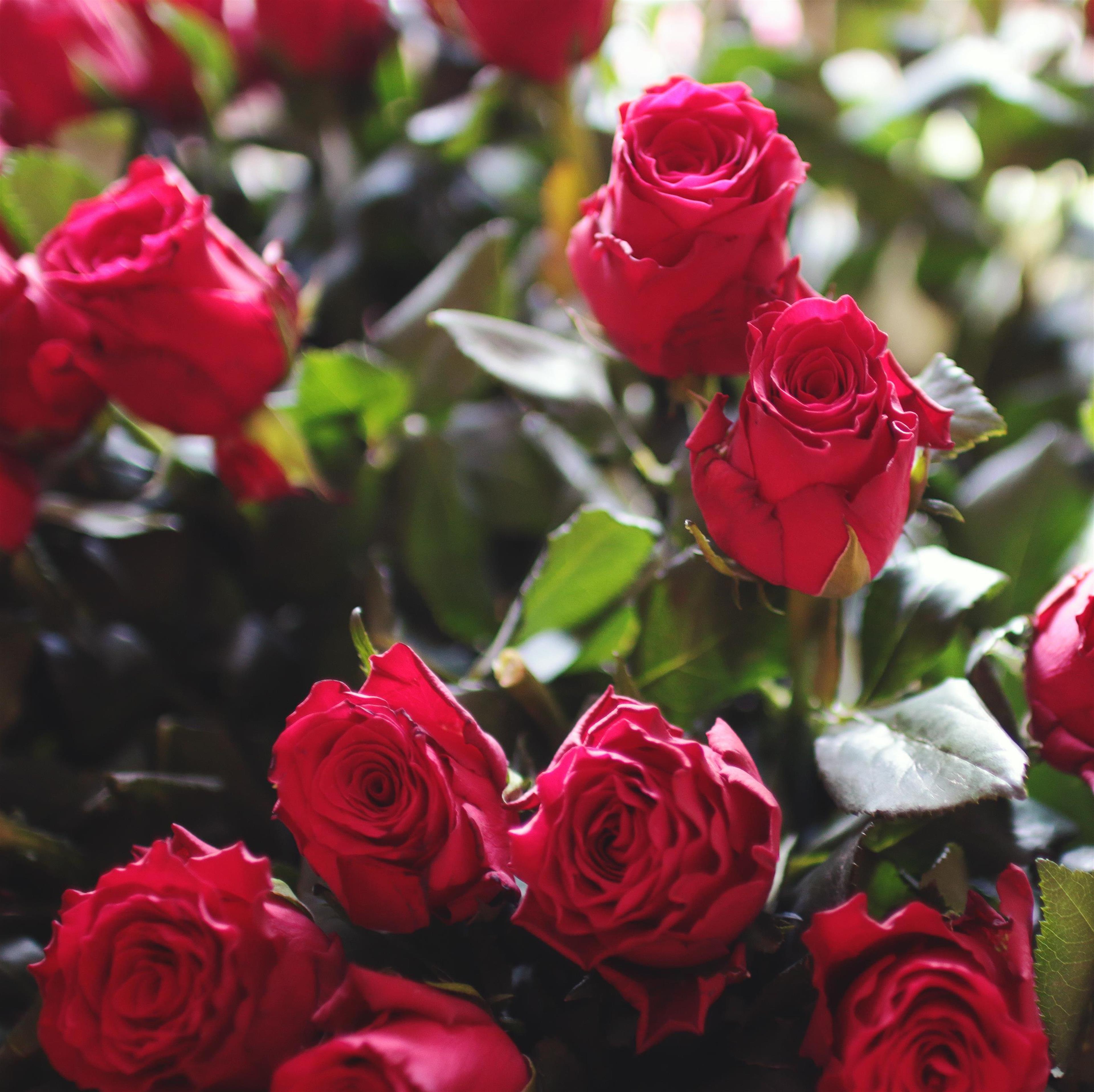 Juliette Davis' obituary picture