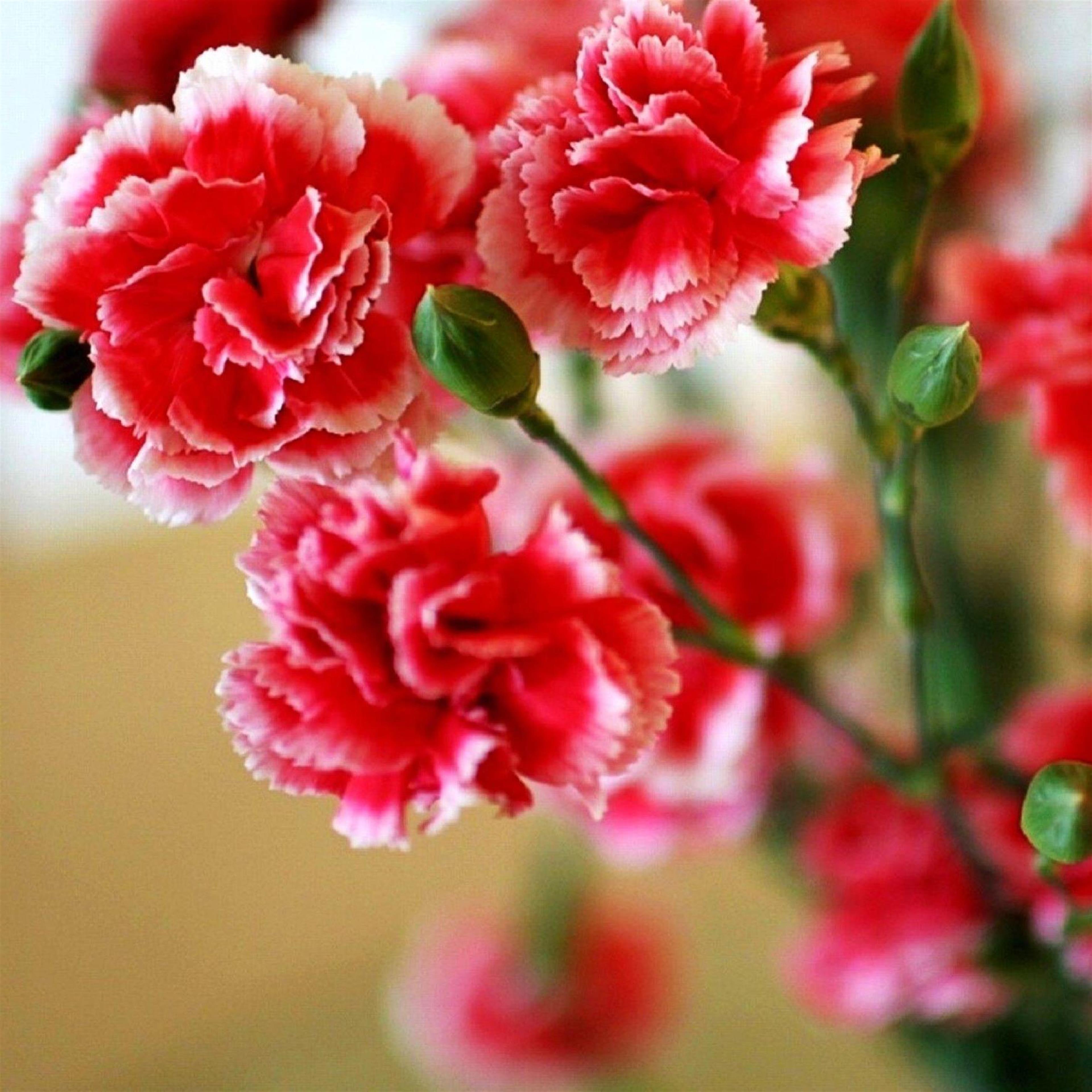 Delphia "Jean" Mae Reedy's obituary picture