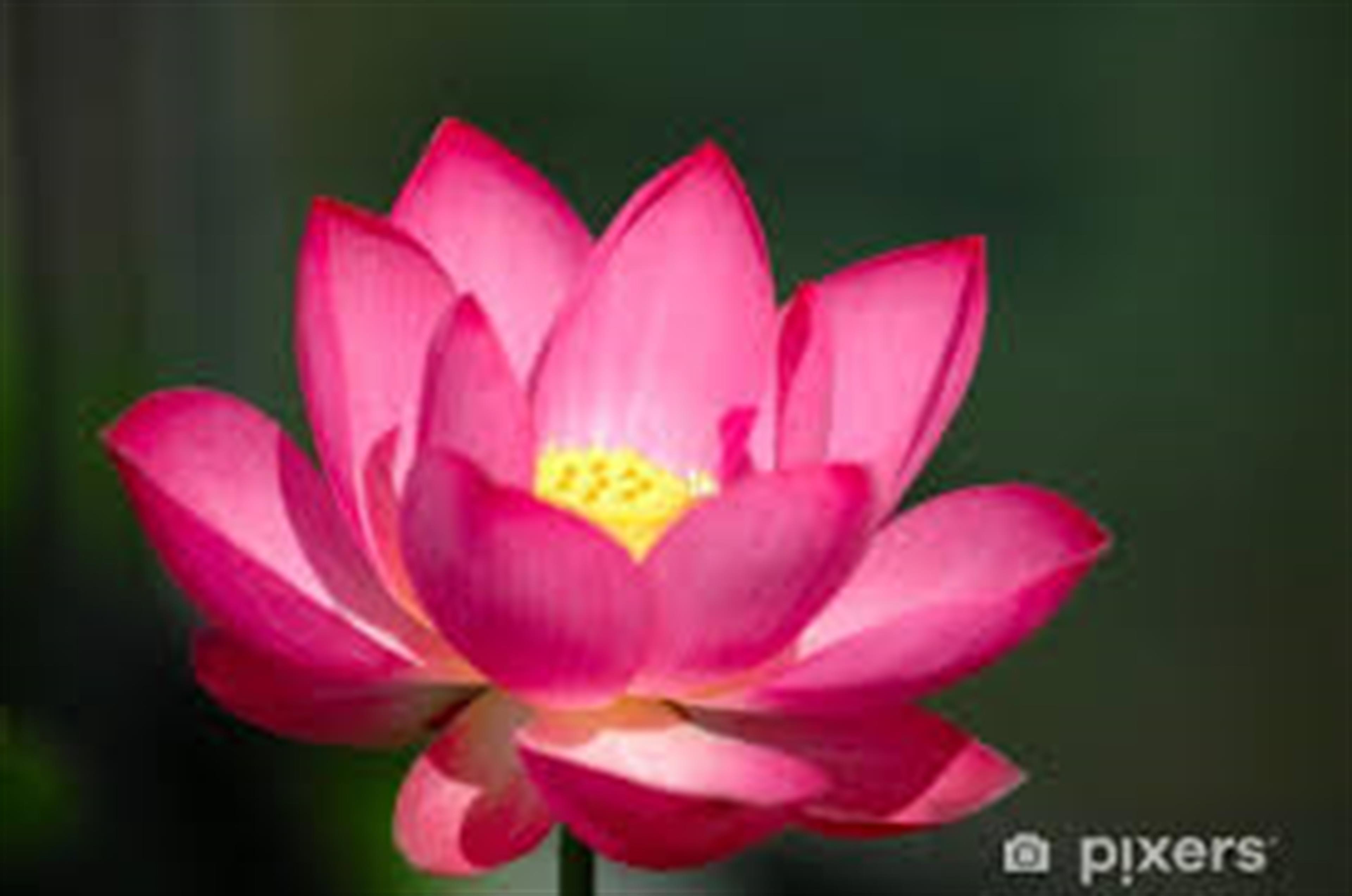 Carolyn Ann Culpeper