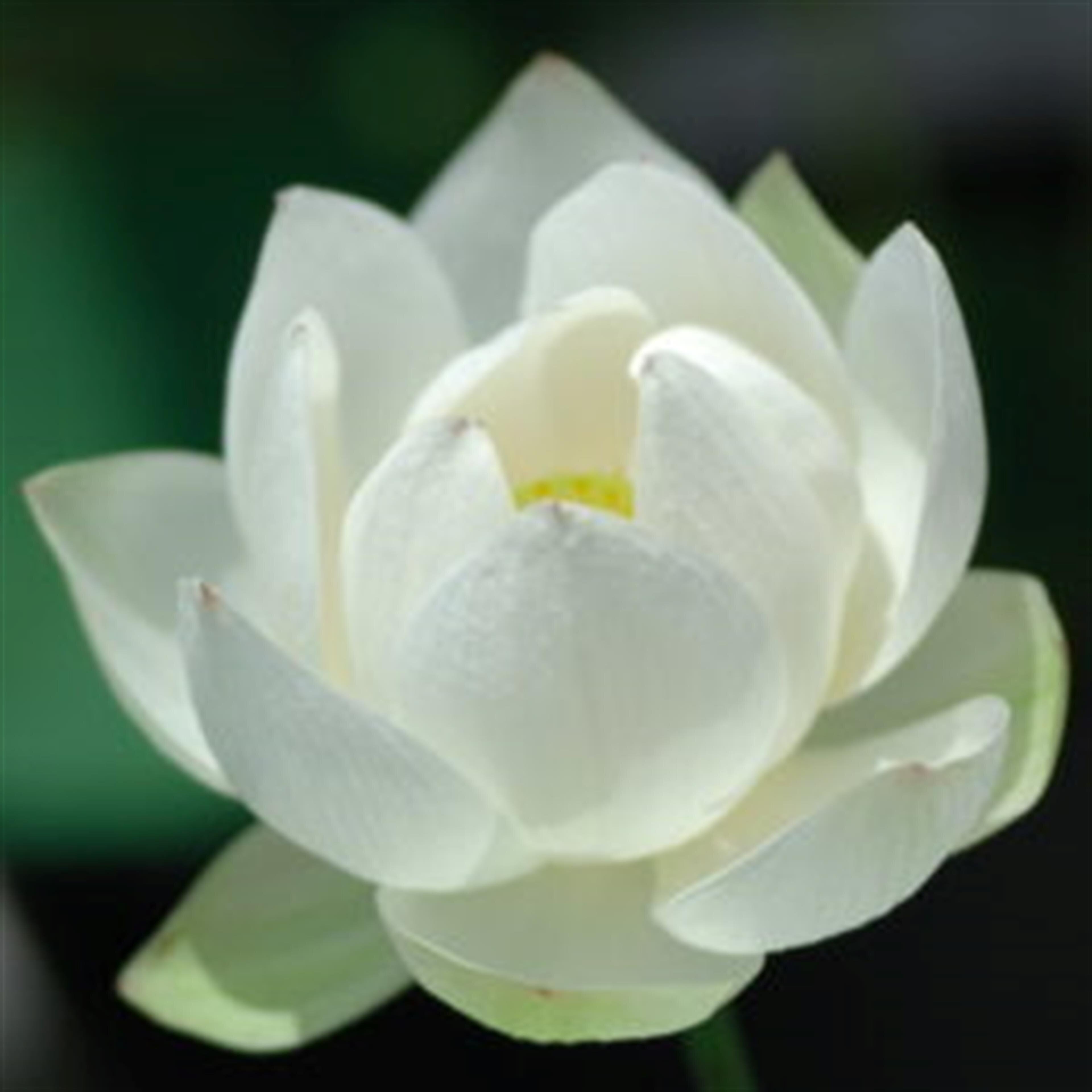 Sam Somsy Phomsouvandara
