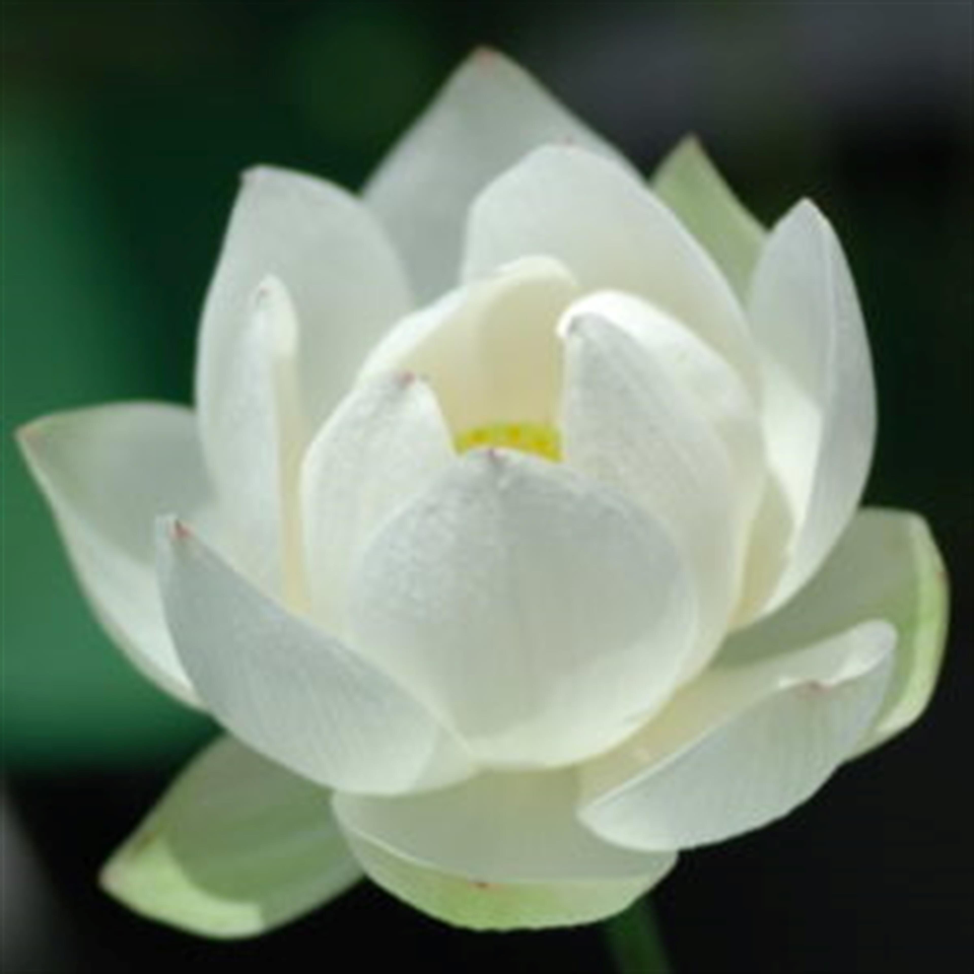 Saburomaru Tsujino