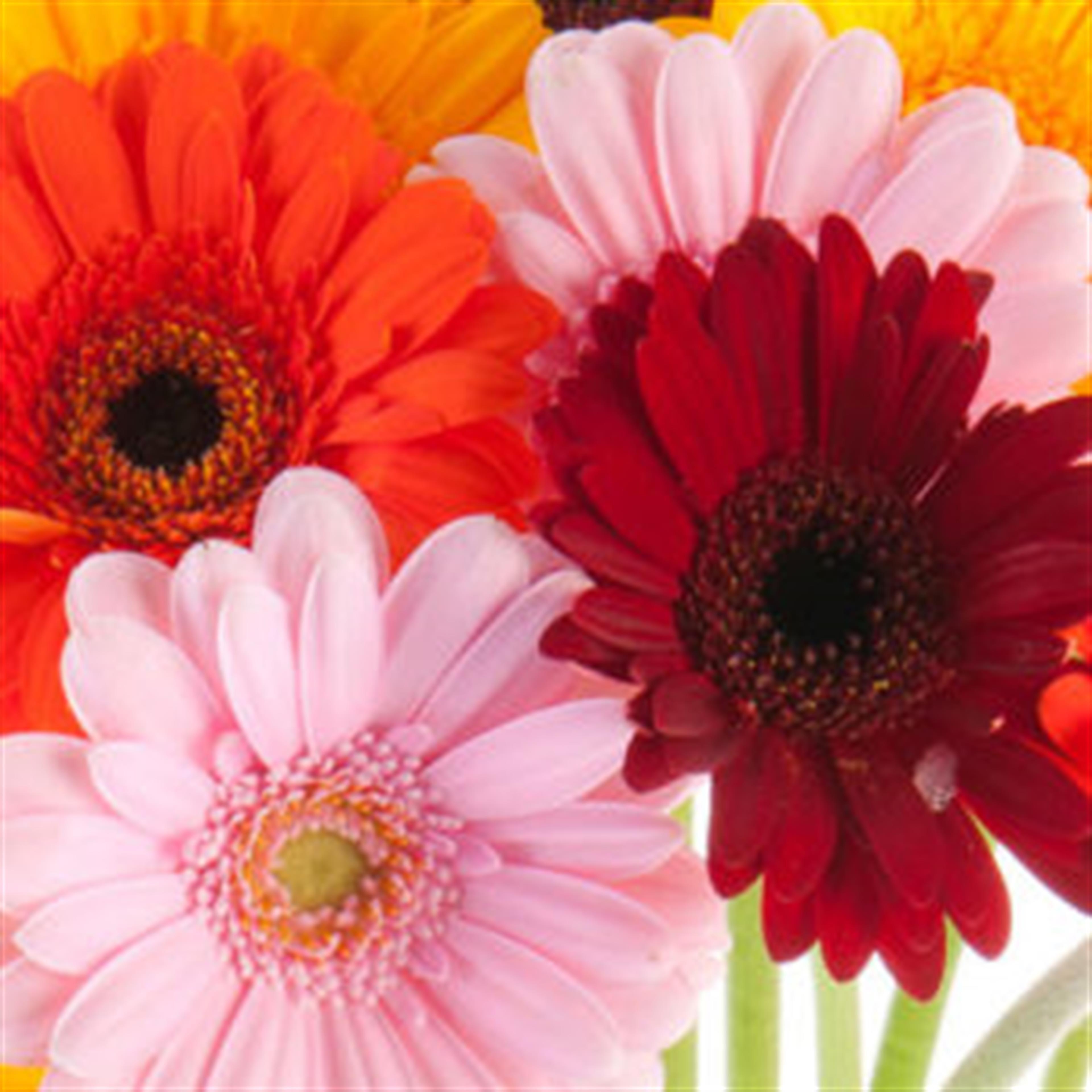 Betty Bluma Solof's obituary picture