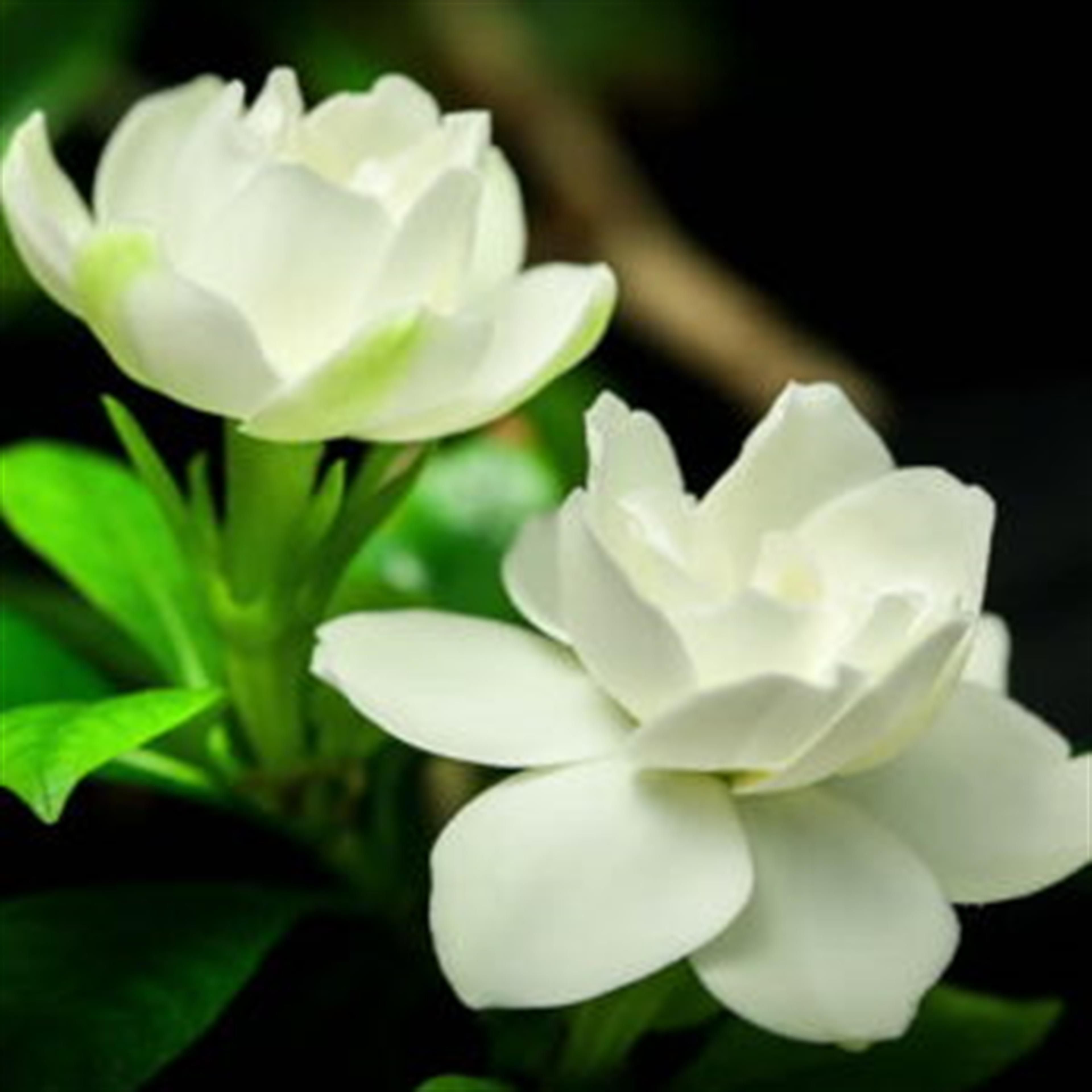 William Garner Hand's obituary picture