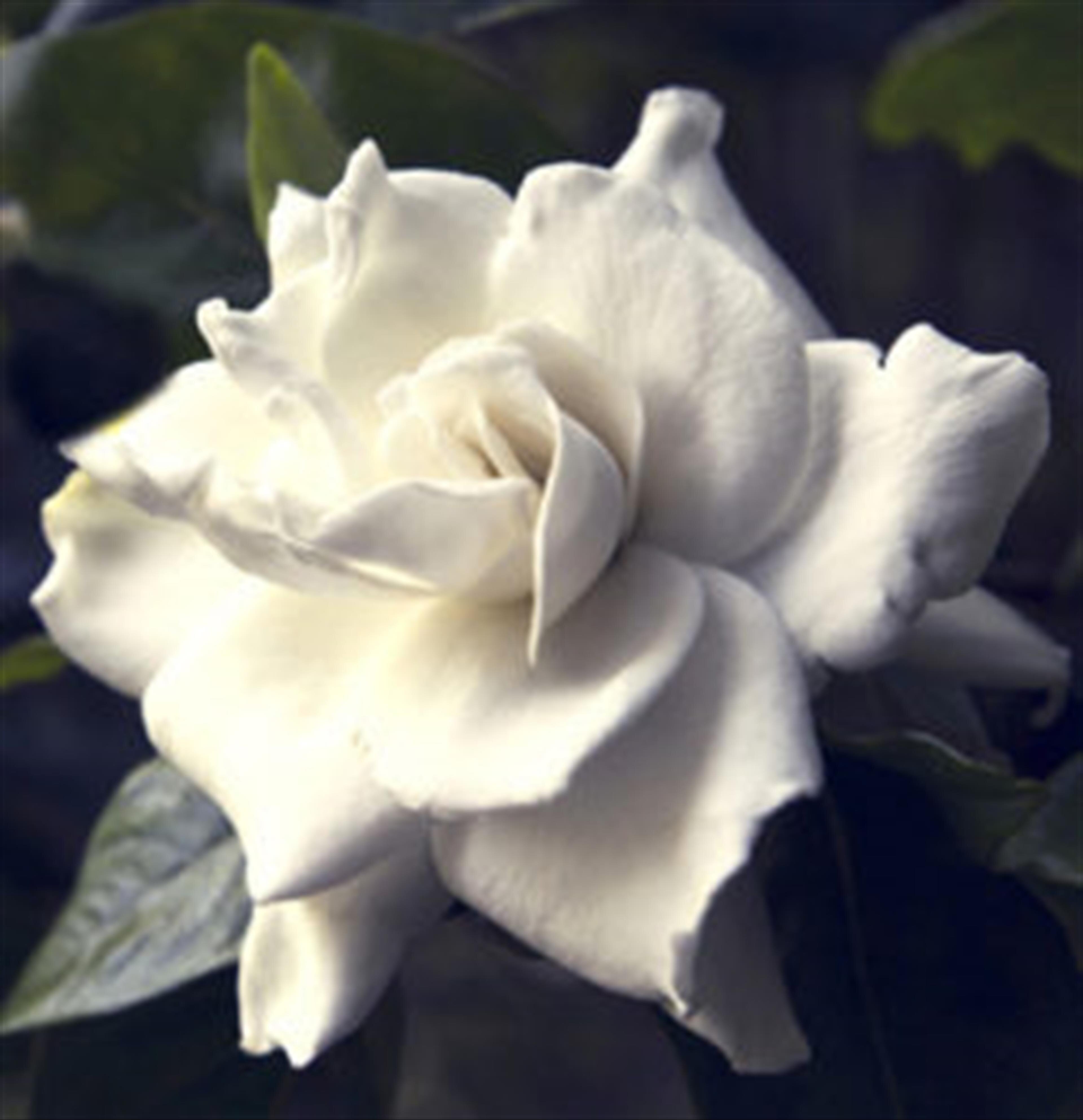 Rita Elaine Clark