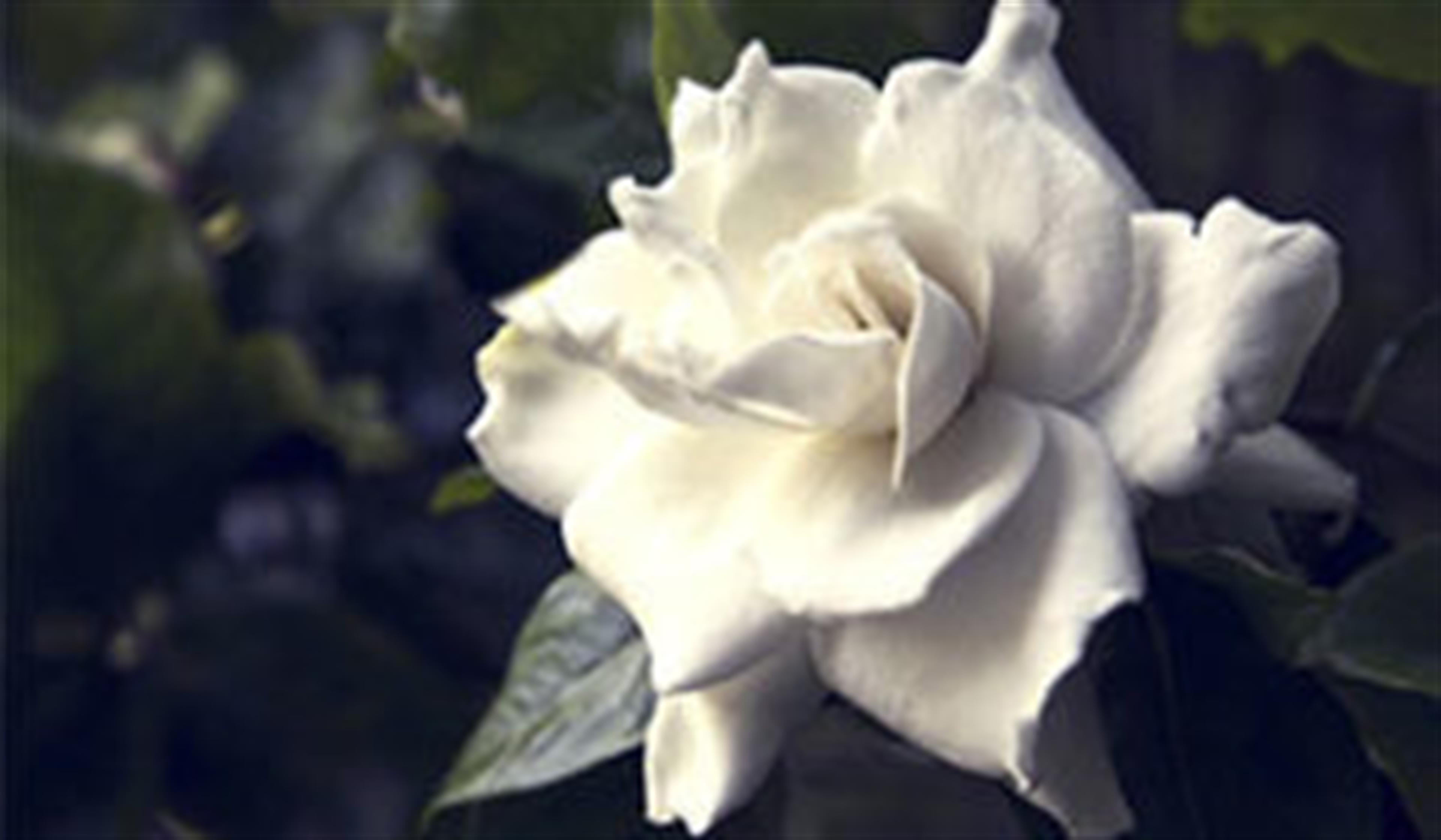 Caridad S. Fernandez