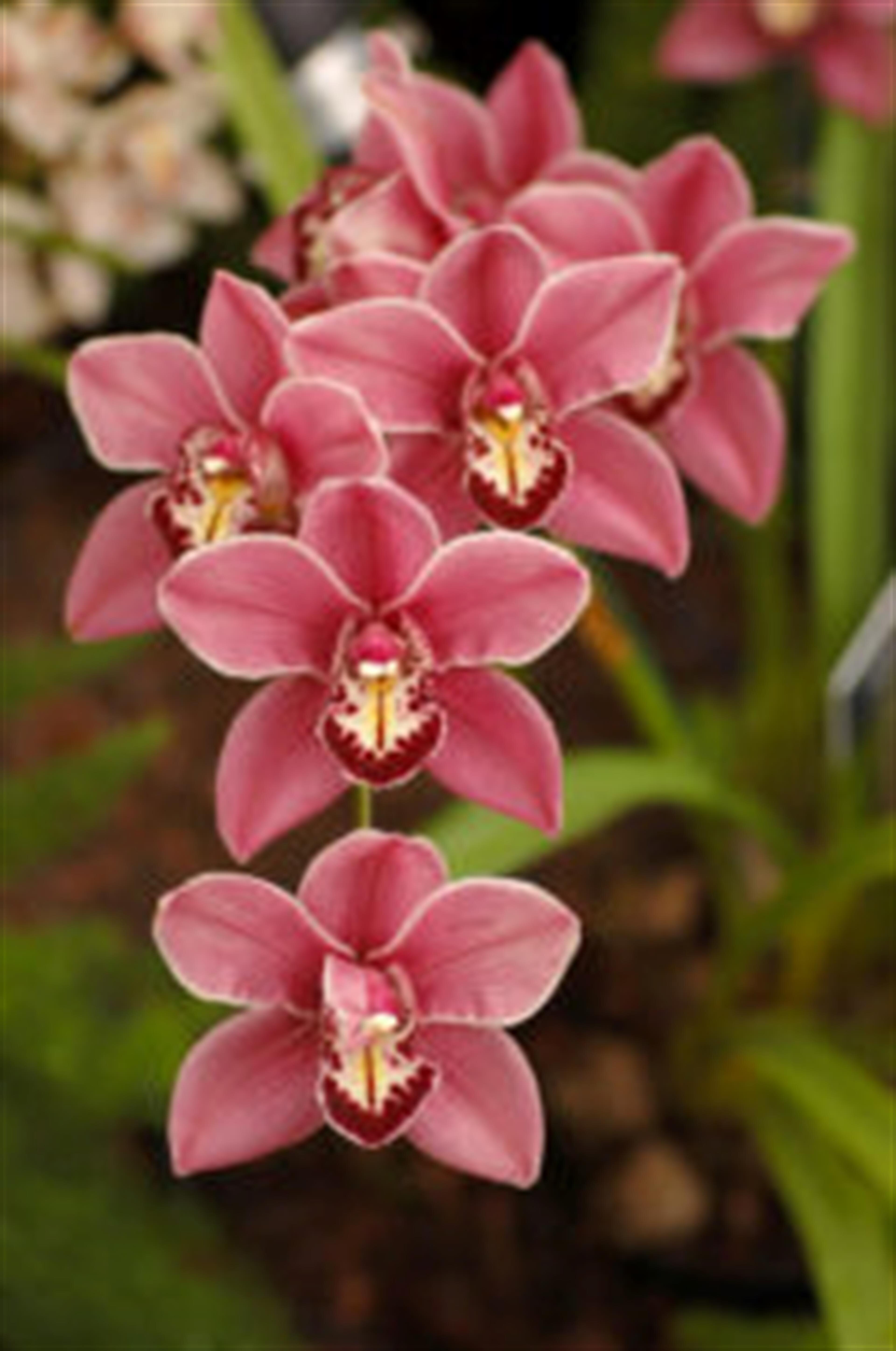 Lauretta Combs
