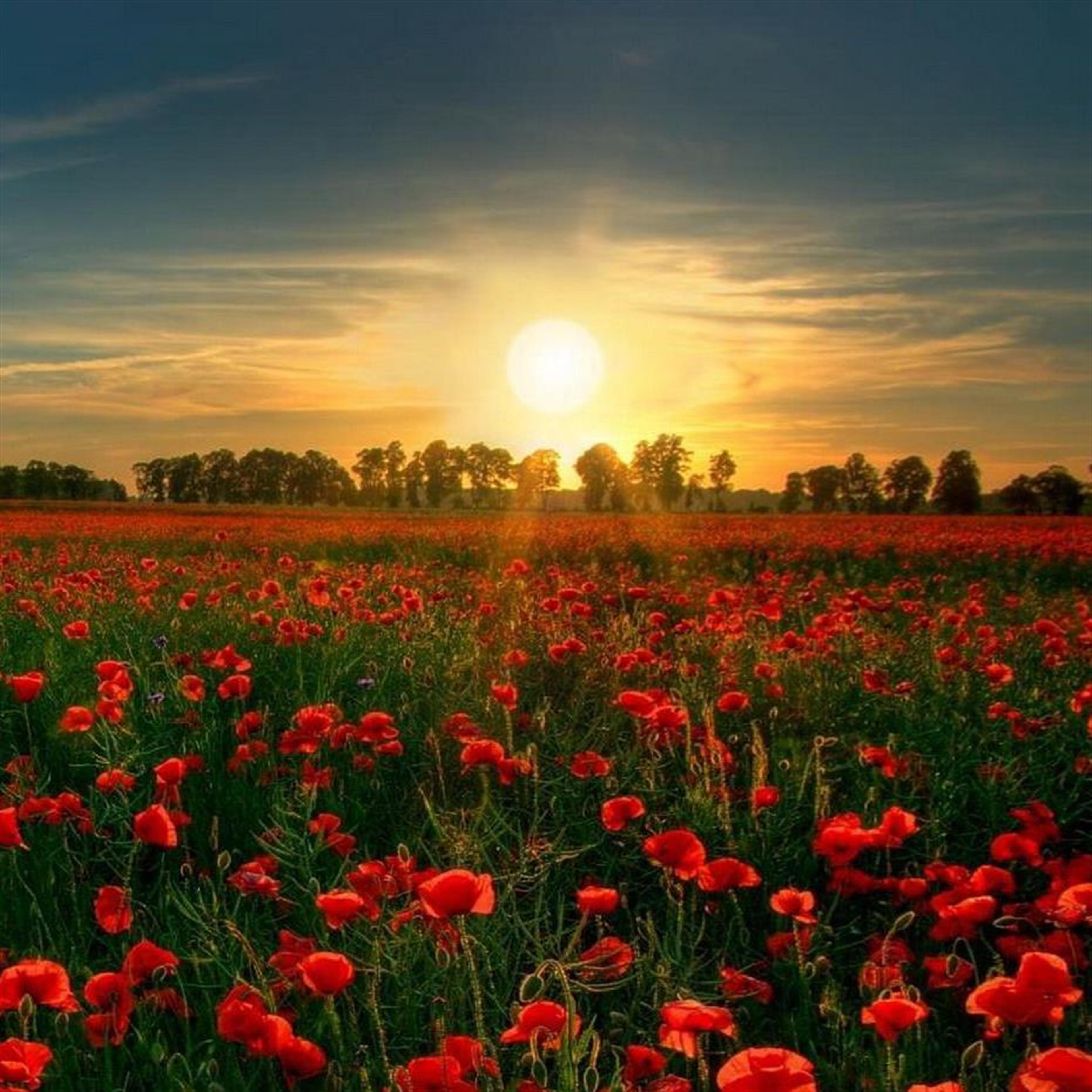 Johnny D. Norsworthy's obituary picture