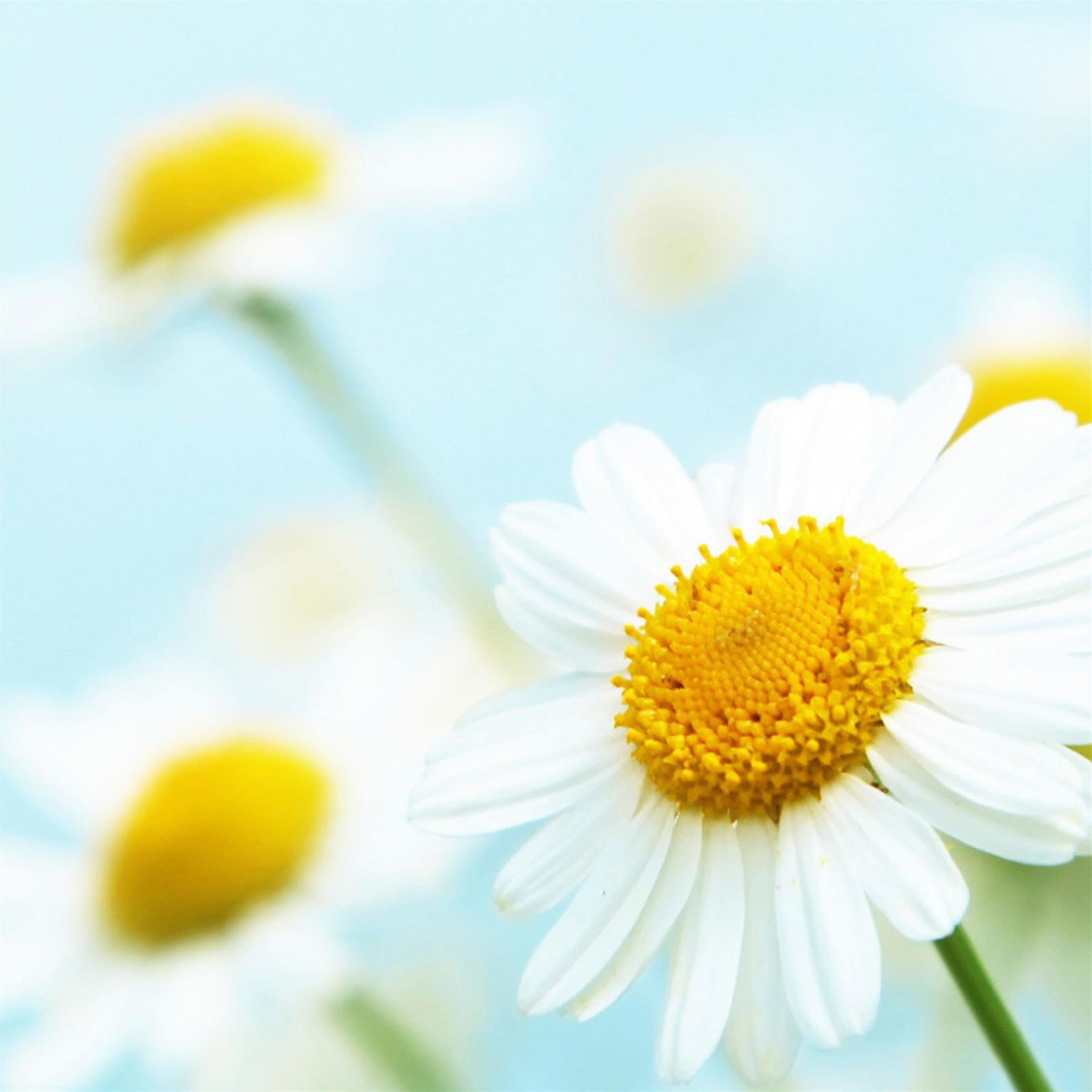 Diana Lena Birdsell's obituary picture