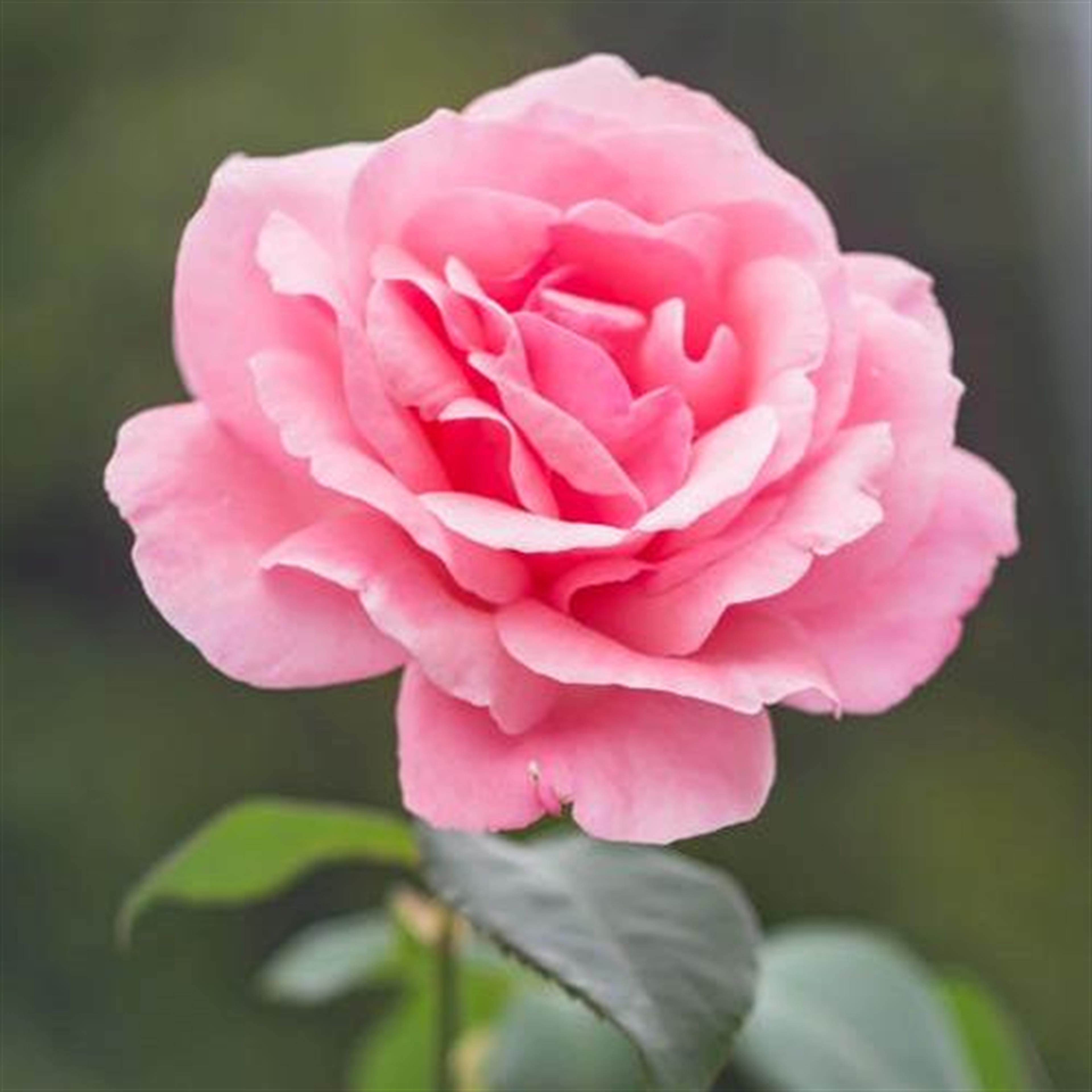 Mrs. Shirley S. Powell's obituary picture