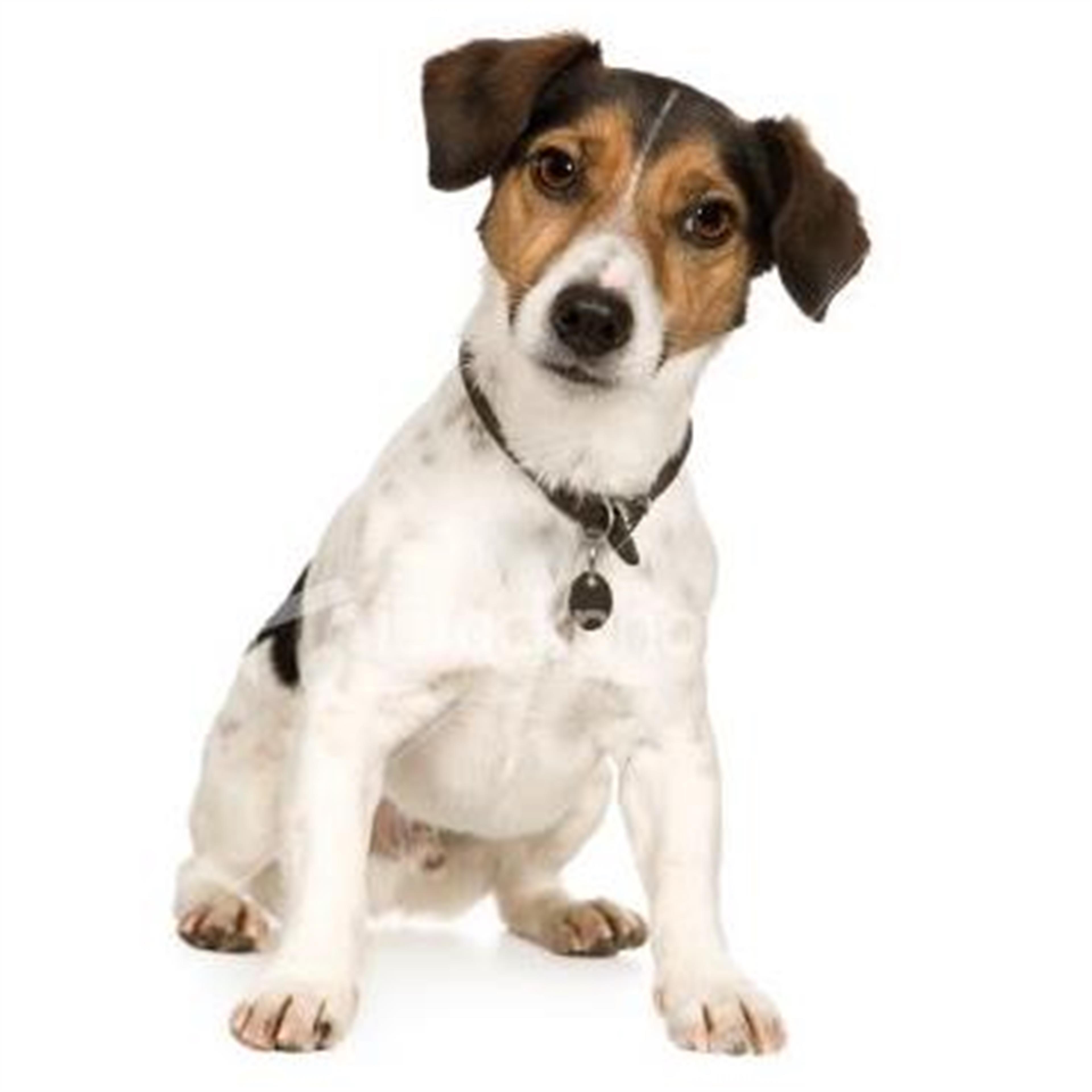 Mr. Robert Henry Sheppard